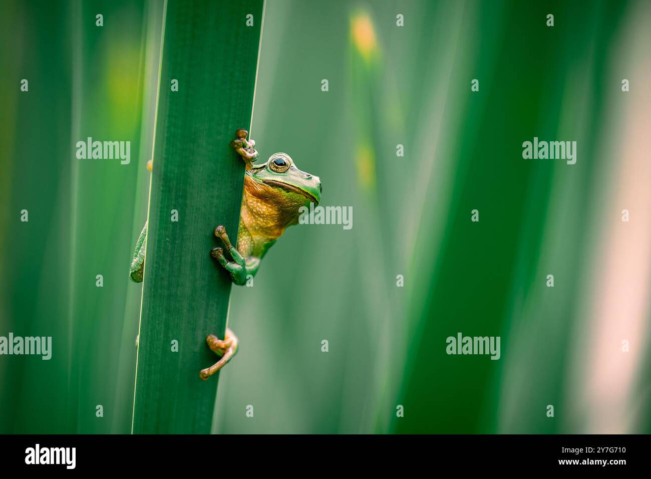 Ein Europäischer Baumfrosch (Hyla arborea) klettert auf einem Katzenschwanz in einer üppig grünen Umgebung. Die Nahaufnahme fängt den Frosch ein, der an der CA festhält Stockfoto