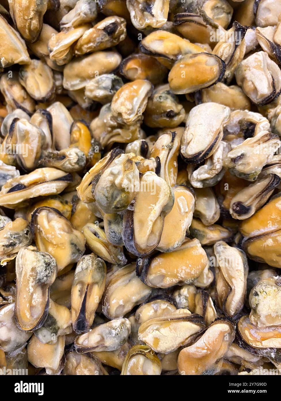 Tiefgefrorene, Gekochte Chilenische Muscheln Von Oben. Stockfoto