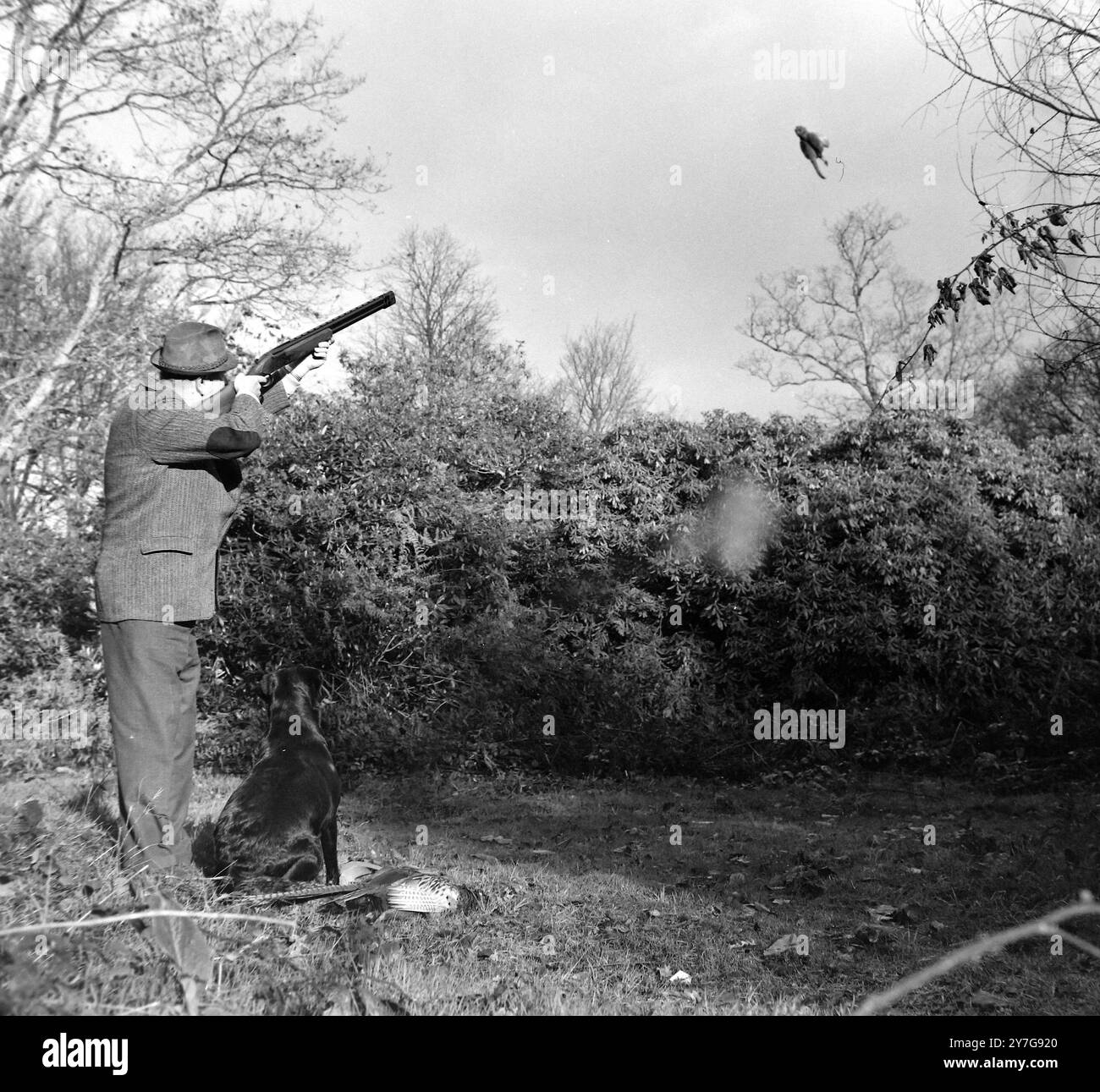 DOYLE JOHNSON MIT STADDON GERALD SCHIESST FASAN IN THORVENRTON / ; 7. DEZEMBER 1964 Stockfoto