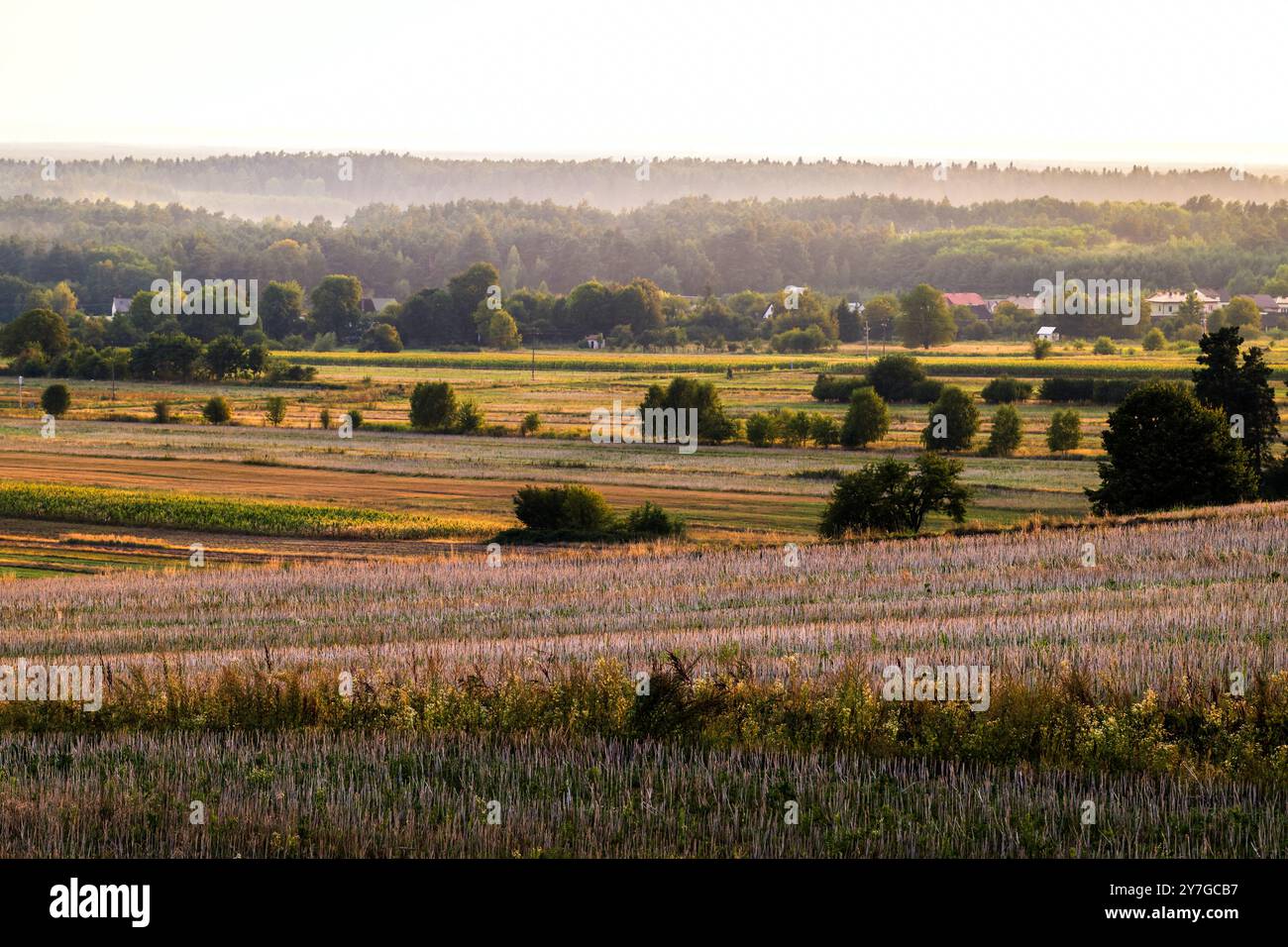 Wunderschöne Landschaft mit Feldern und Wäldern zur goldenen Stunde. Einzelne Bäume wachsen auf den Feldern. Die untergehende Sonne beleuchtet die Wiesen und Felder. Für Stockfoto