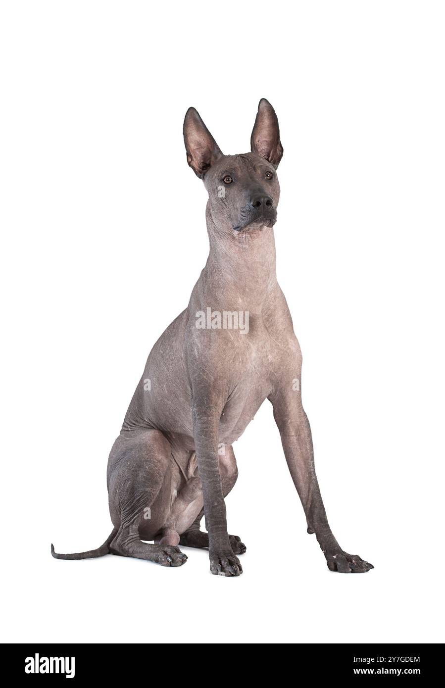 Mexikanischer Xoloitzcuintle-Hund, der vor weißem Hintergrund sitzt Stockfoto