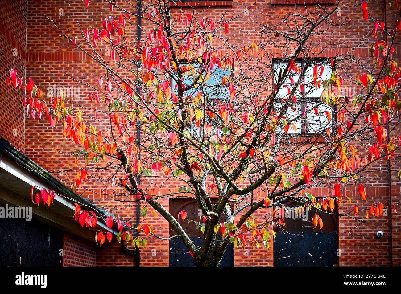 Rote Herbstblätter gegen rote Ziegelmauer Stockfoto