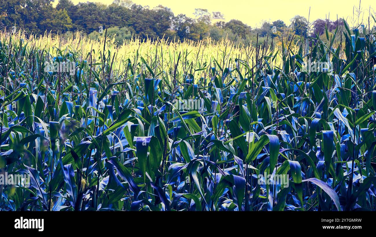 Zuckerrüben blau auf dem Feld Stockfoto
