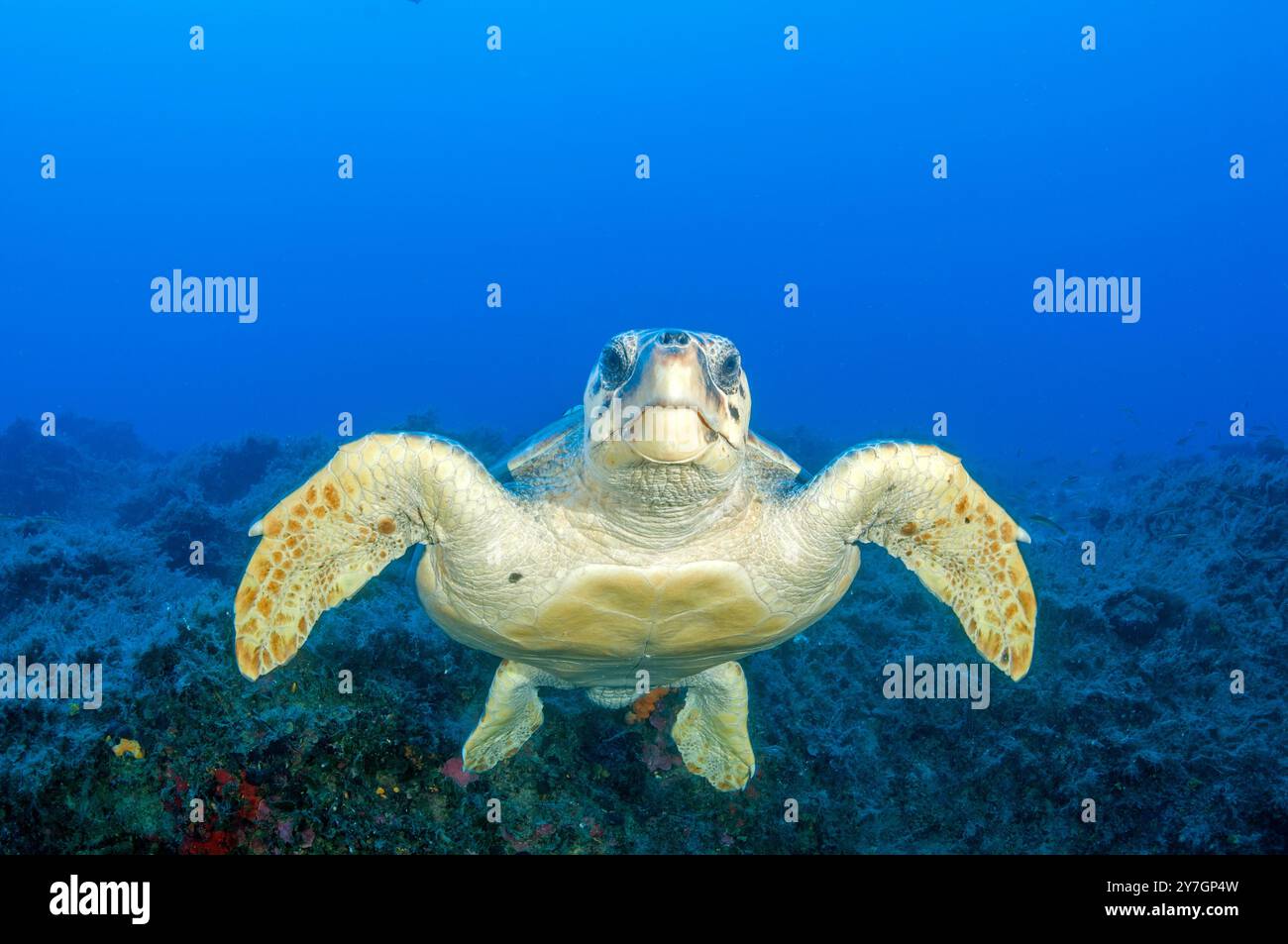 Porträt einer Karettschildkröte, Caretta Caretta, Fethiye Bay Turkiye Stockfoto