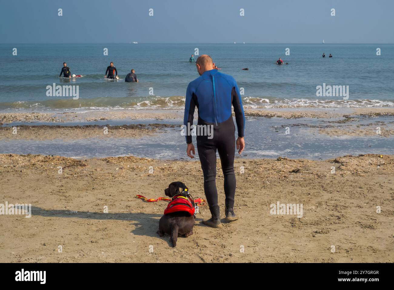 Cervia, Provinz Ravenna; Emilia-Romagna, Italien. Rettungshunde trainieren am Strand. Stockfoto