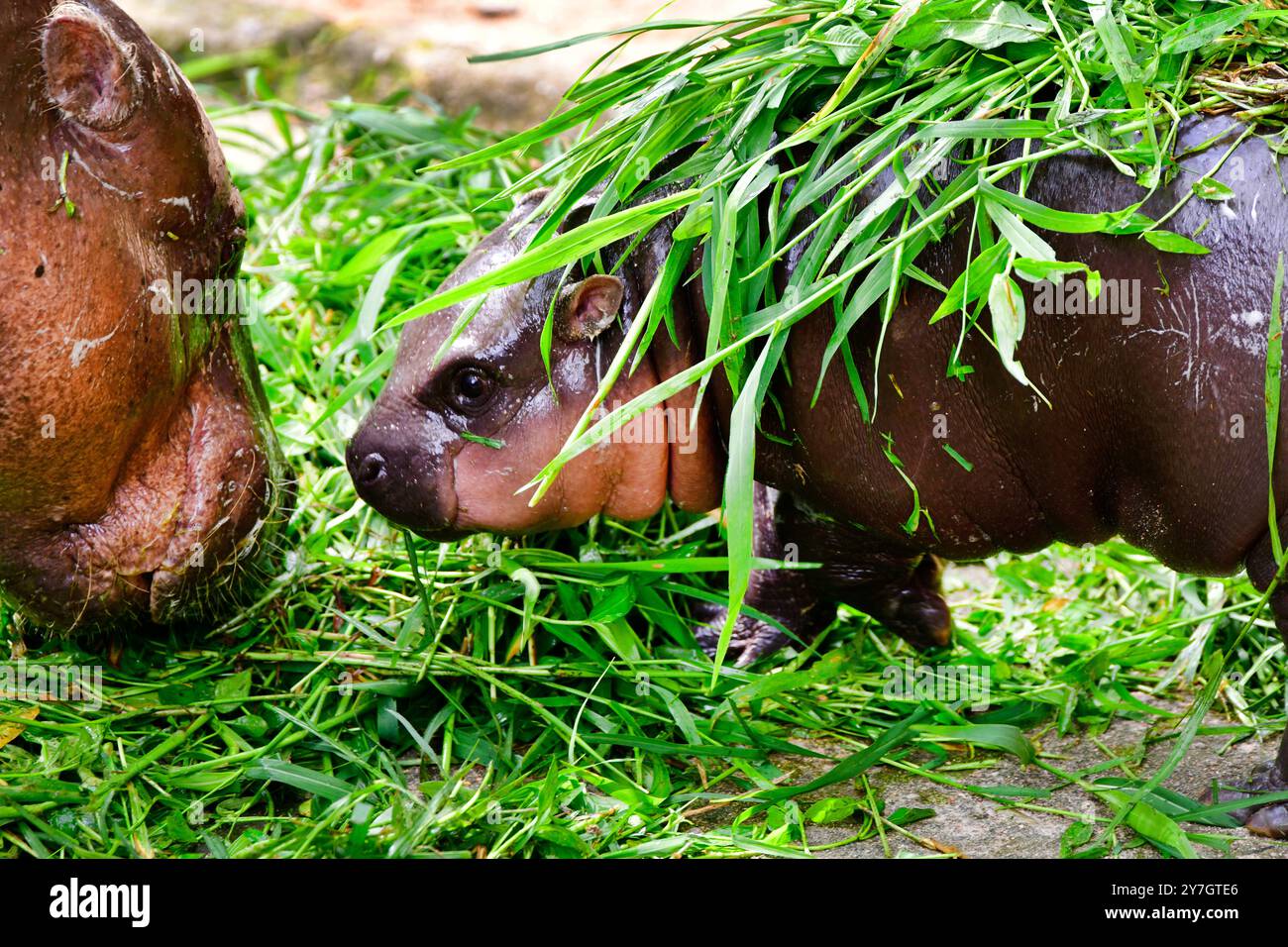 Mutter und Baby Couplehippopotamus genannt „Moo Deng“ im Khao Kheow Open Zoo, Chonburi, Thailand. Stockfoto
