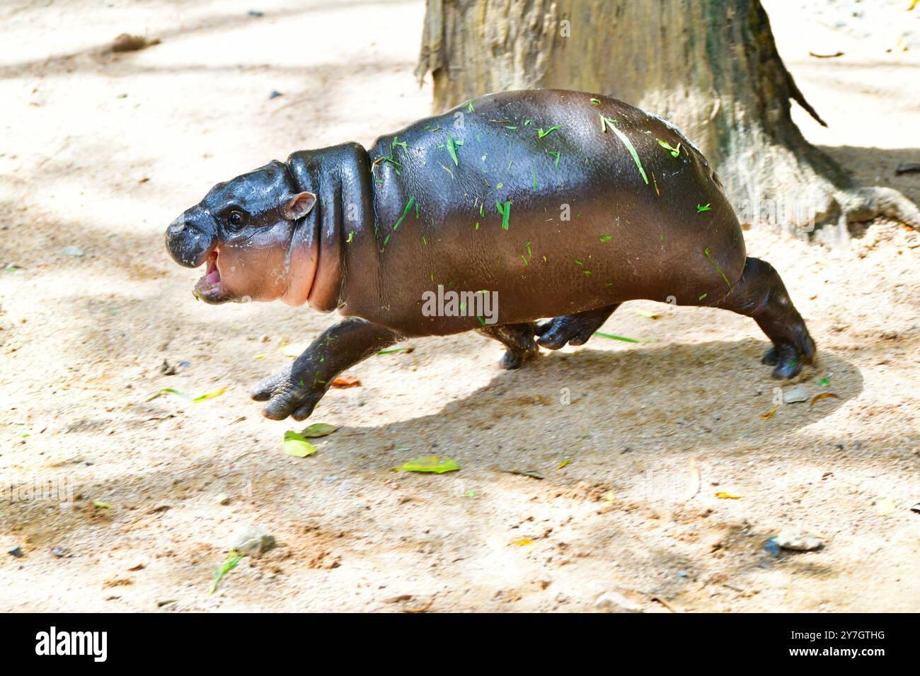 Ein Zwerg-Pygmäen-Nilpferd namens „Moo Deng“ im Khao Kheow Open Zoo in Chonburi Thailand Stockfoto