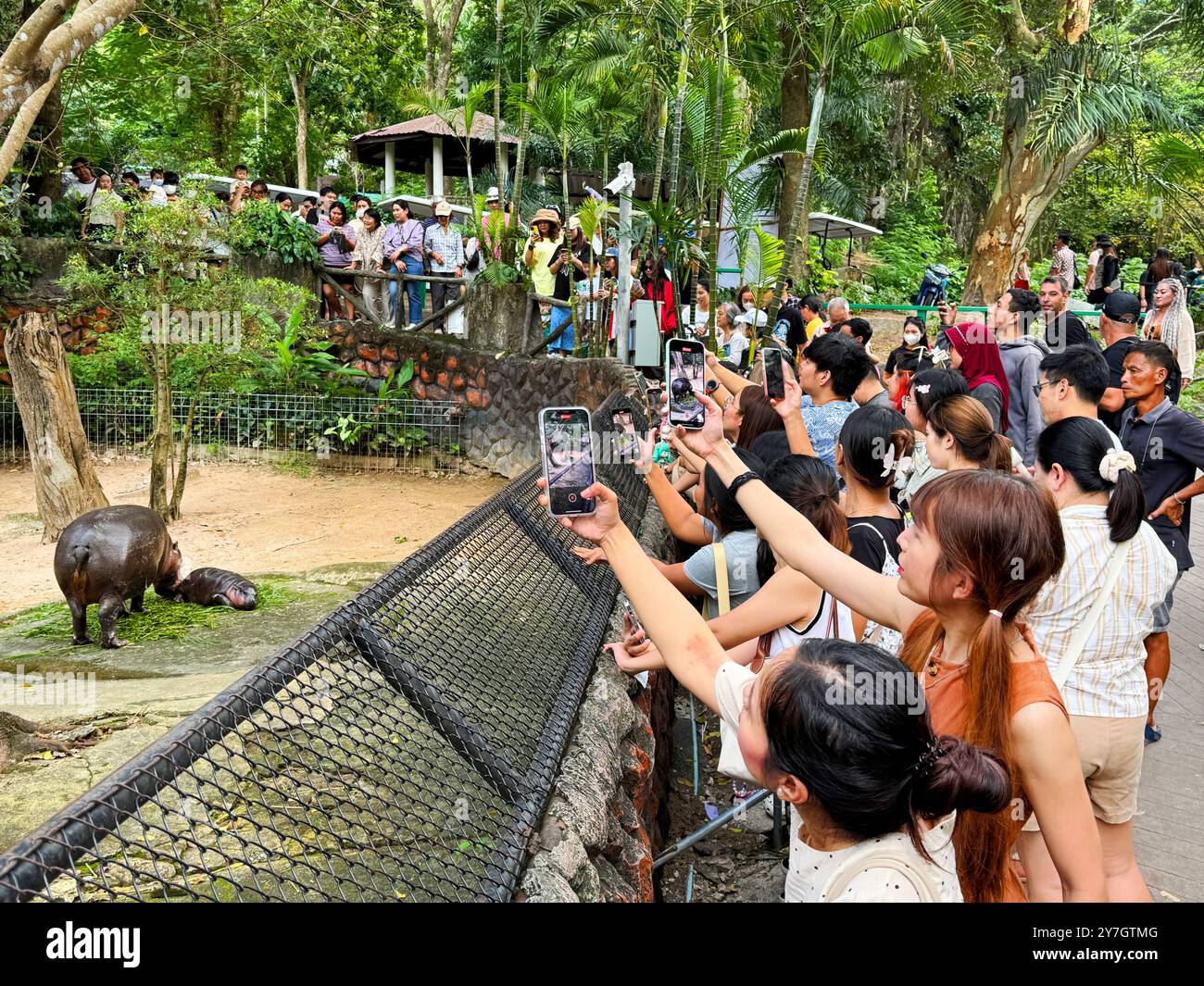 Chonburi, Thailand - 23. September 2024: Touristen bewundern die Niedlichkeit des Mutter-Baby-Paares Pygmäen-Nilpferd namens „Moo Deng“ im Khao Kheow Open Zoo Stockfoto