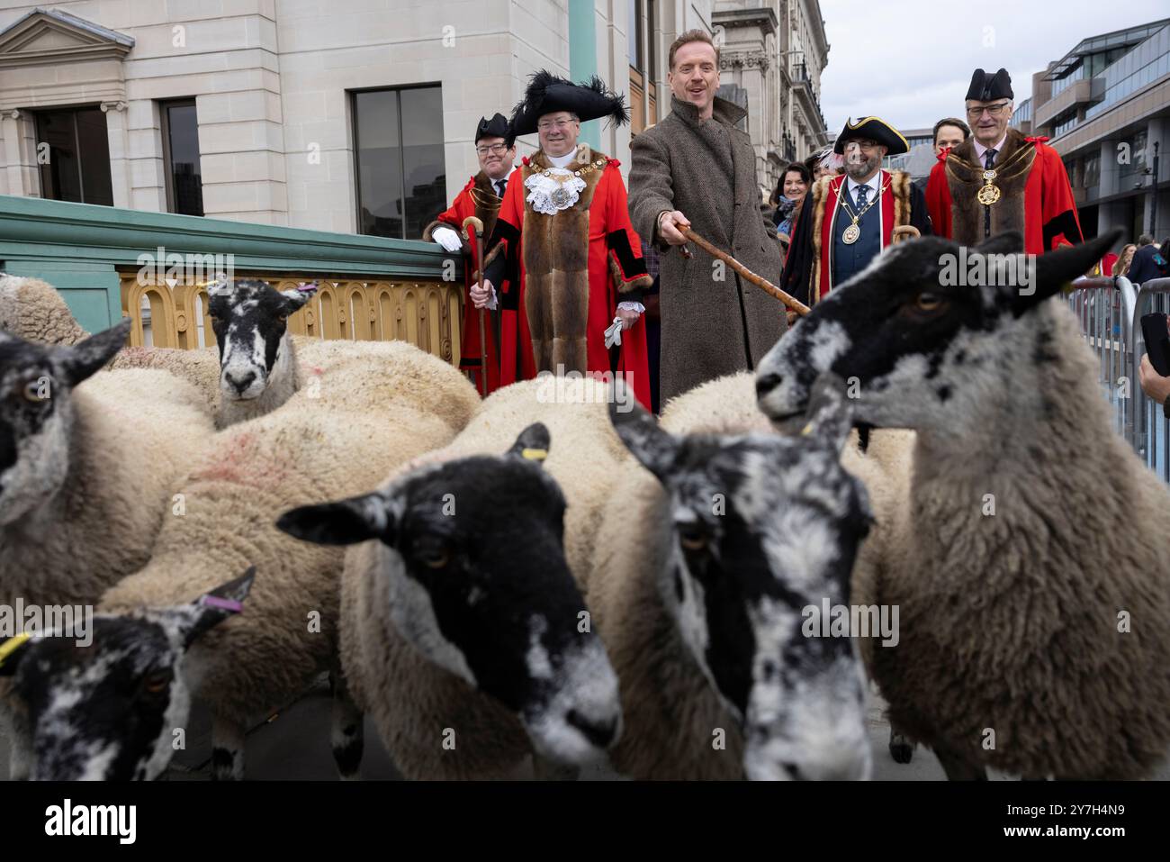 Damian Lewis führt den London Sheep Drive über die Southwark Bridge, während Freemen of the City of London ihr Recht ausüben, Schafe über die Themse zu treiben. Stockfoto