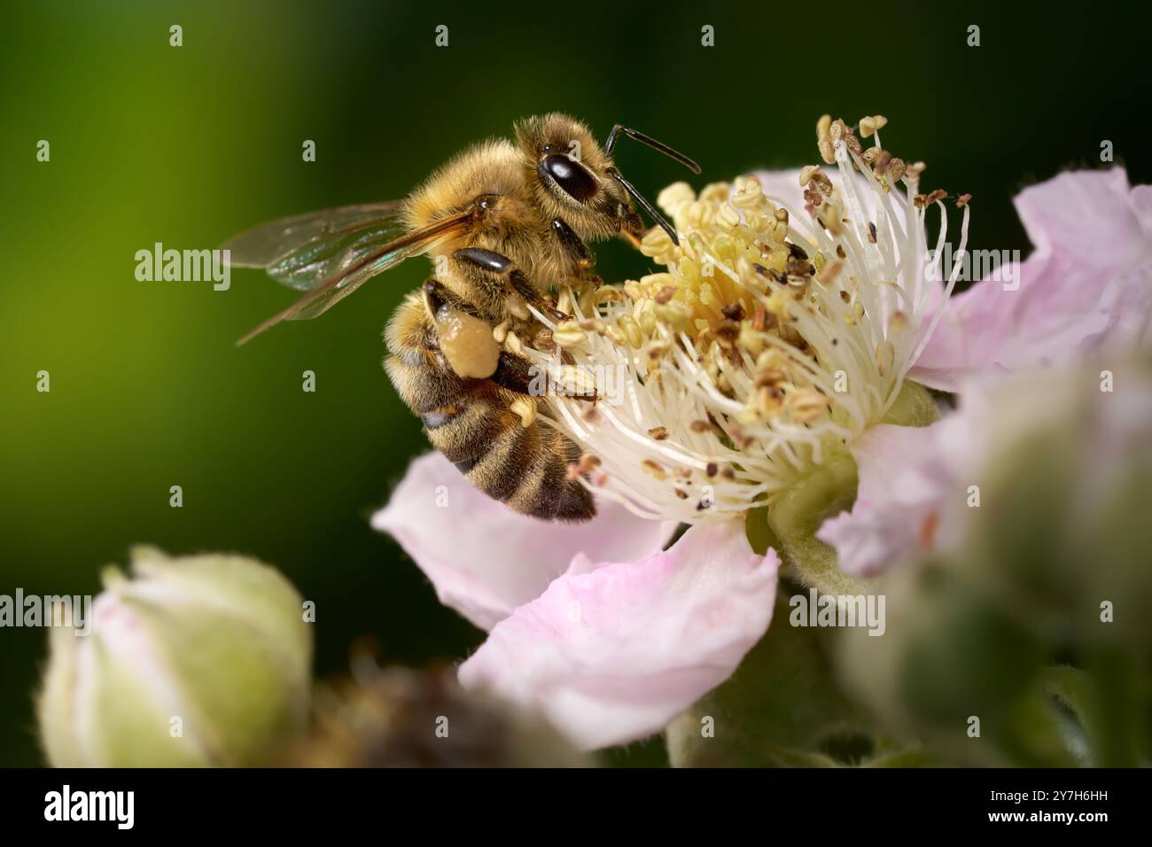 Westliche Honigbiene (APIs mellifera) sammelt Pollen auf einer brombeerblüte Stockfoto