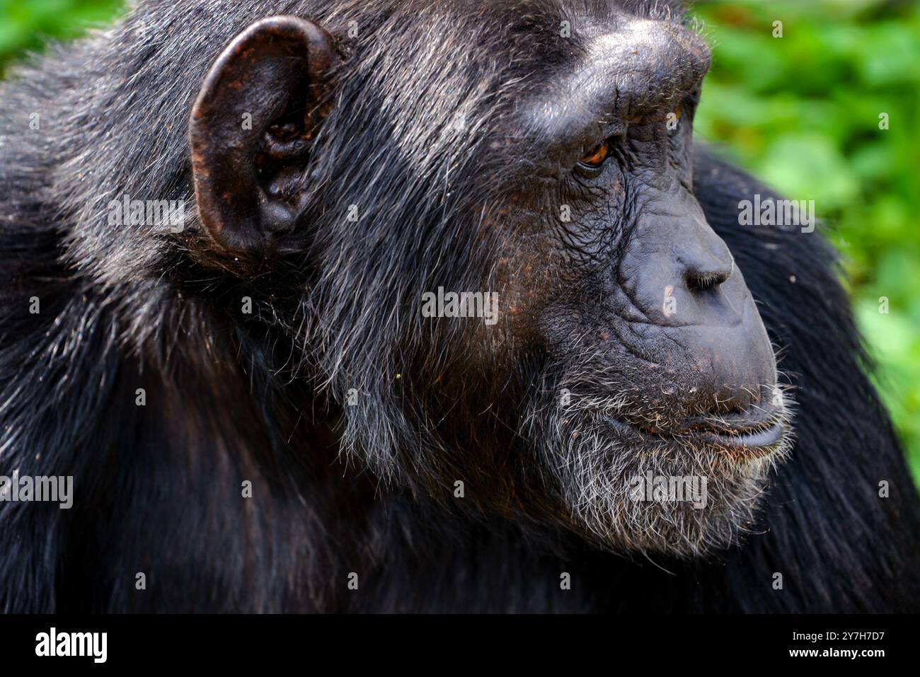 Eine Nahaufnahme eines alten Chimpanzee ("Pan troglodytes") im Ngamba Island Chimpanzee Sanctuary in Lake Victoria Uganda. Stockfoto