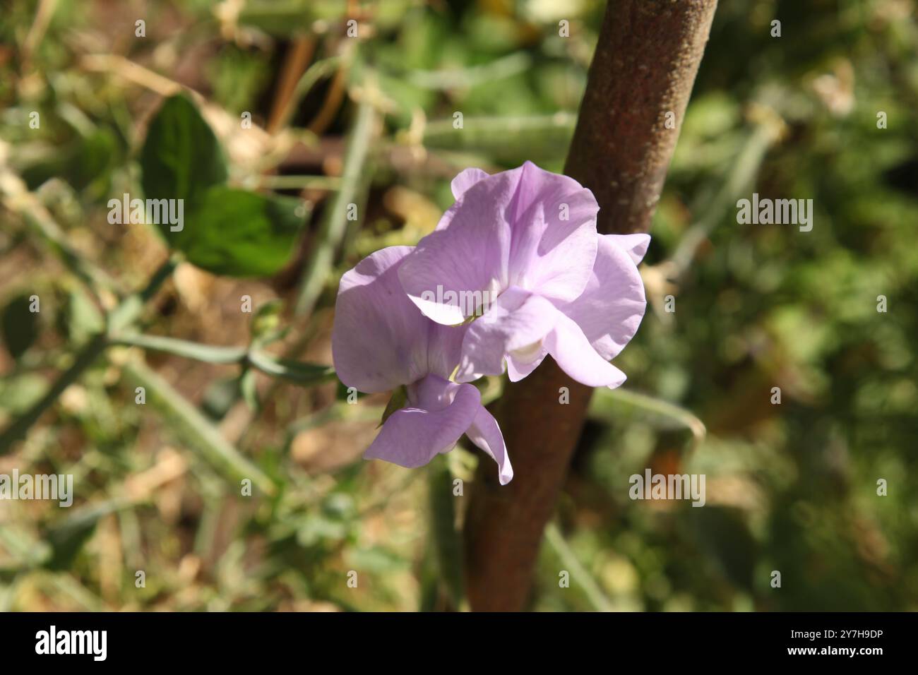 Süße Erbse (Lathyrus odoratus) wächst im Hatchlands Park, Surrey, England, Großbritannien, August 2024 Stockfoto