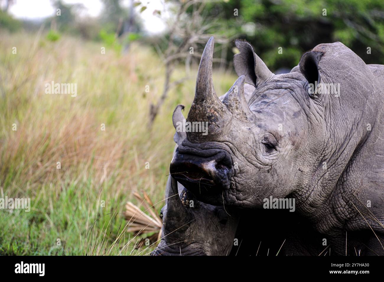 Weißes Rhinozerus (Ceratotherium simum) auf der Ziwa Ranch in Nakasongola, wo sie gezüchtet werden, um in Zukunft freigelassen zu werden, Stockfoto