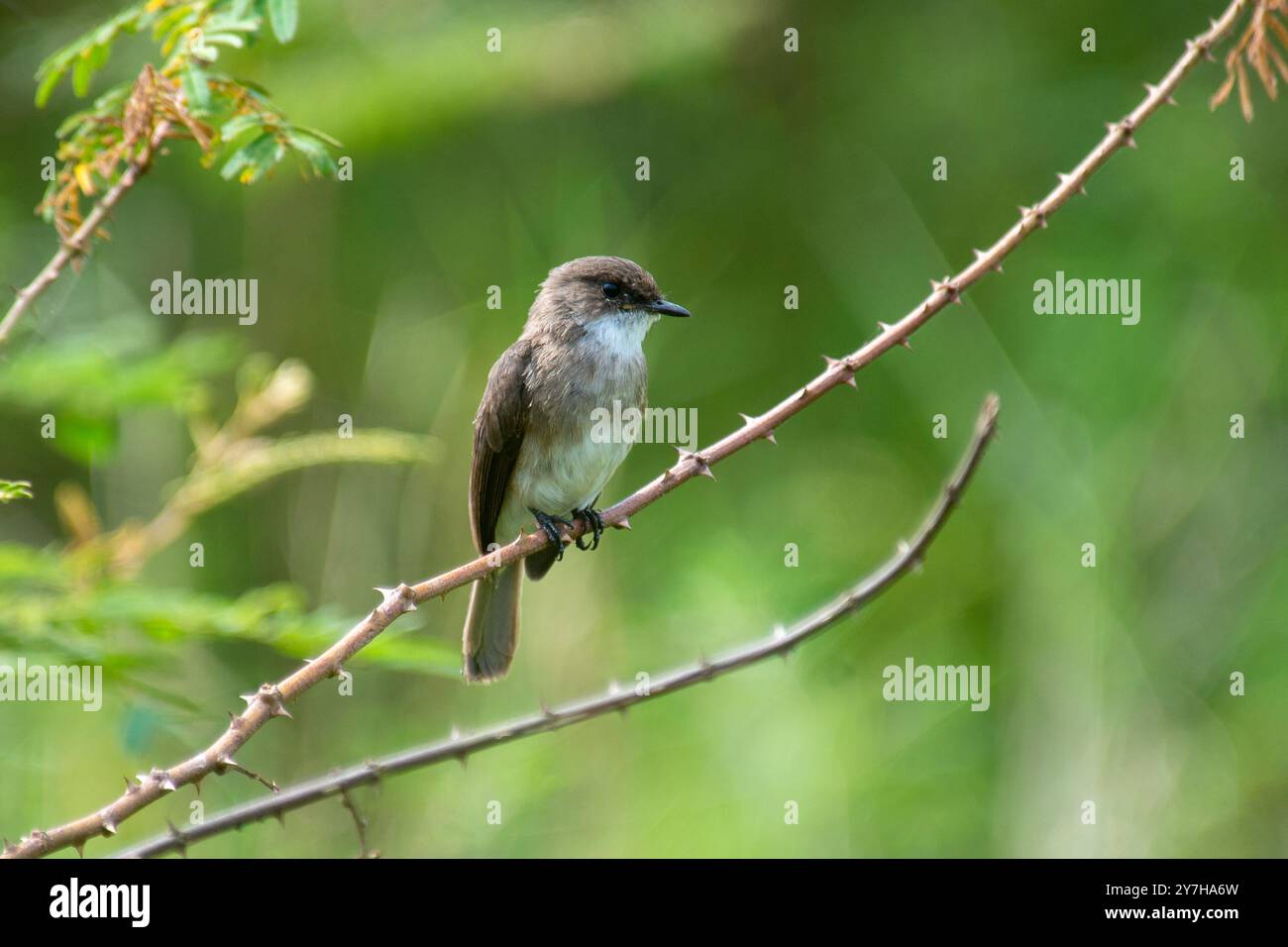 Sumpffliegenfänger Stockfoto