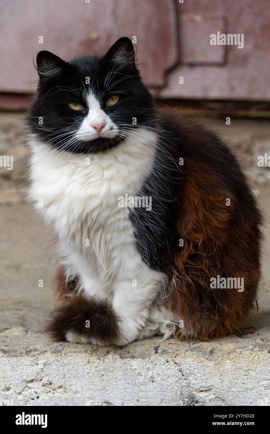 Dieses Bild zeigt eine schwarz-weiße Katze mit überwiegend schwarzem Fell und weißen Flecken auf Gesicht, Brust und Pfoten. Eine Katze sitzt auf einer Betonoberfläche Stockfoto