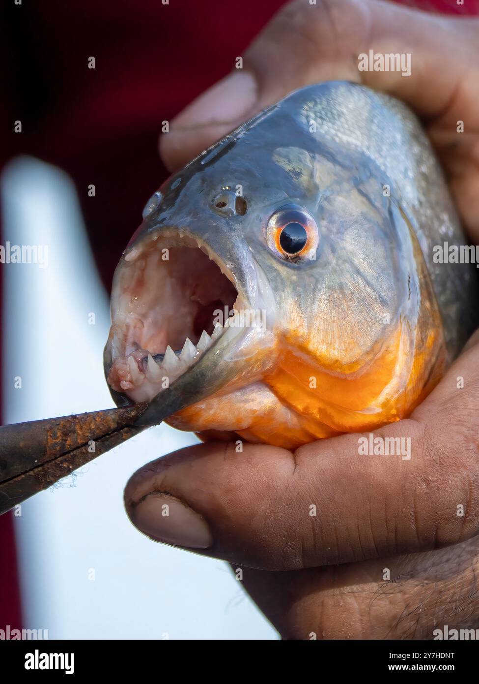 Die Zähne einer Piranha (Pygocentrus nattereri). Fotografiert an einem Nebenfluss des Amazonas. Stockfoto