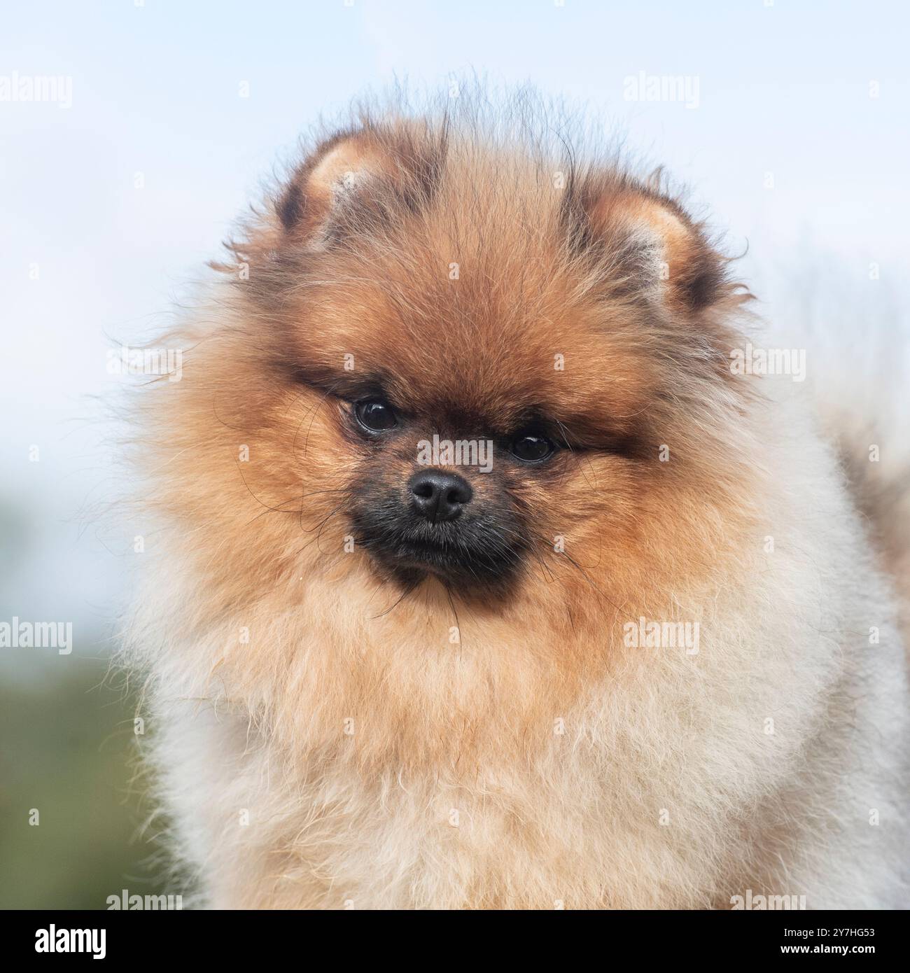 Pommerschen Hund Stockfoto