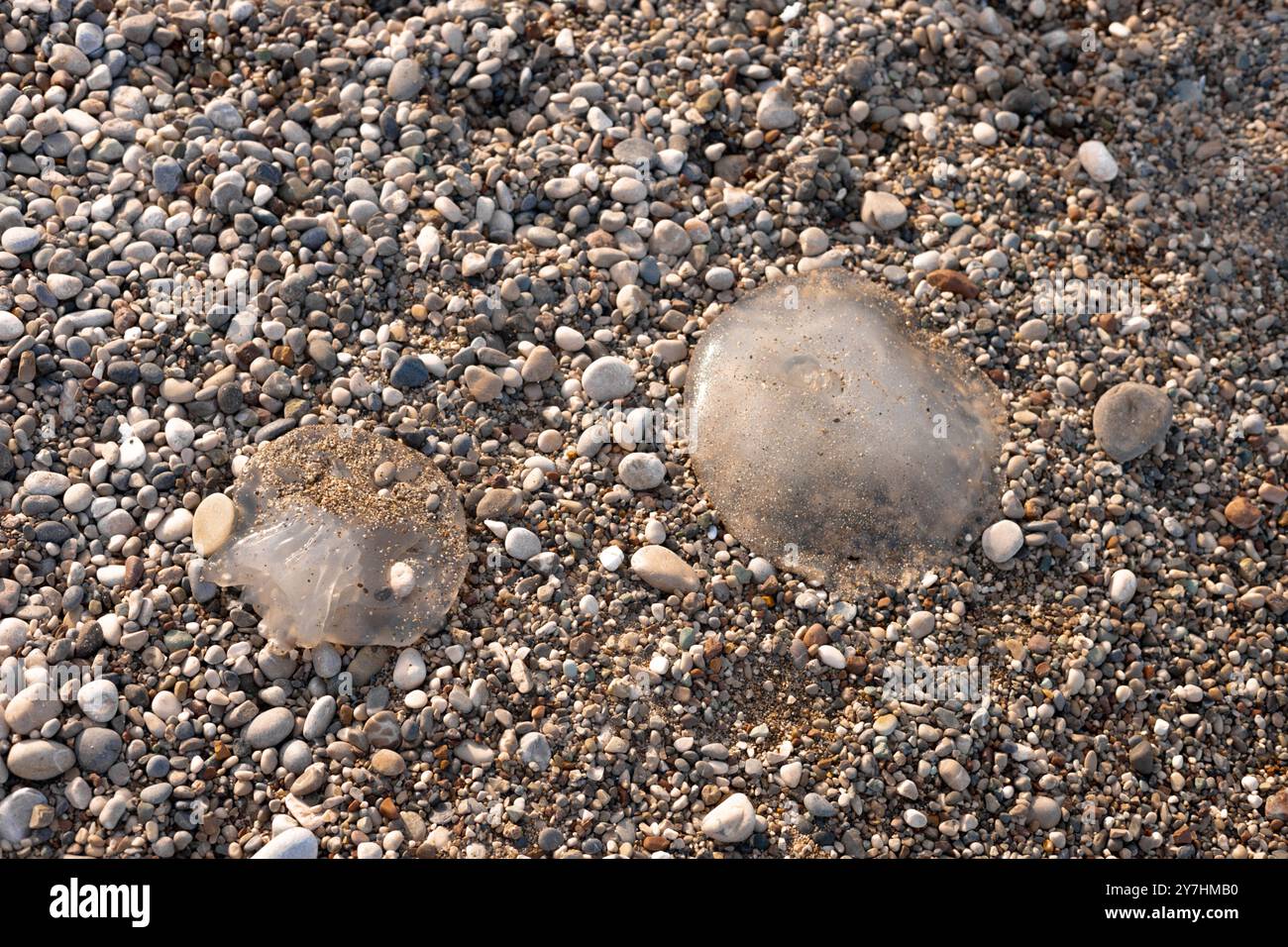 Riesige Quallen am Strand, die vom Meer an Land gespült wurden Stockfoto