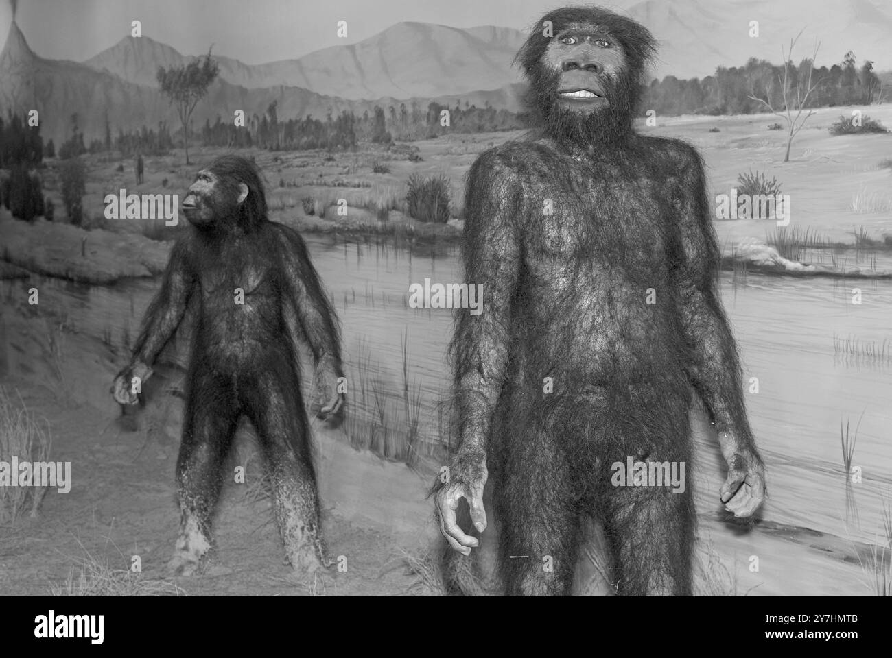 Lucy-Ausstellung im Las Vegas Natural History Museum, Nevada, USA. Diese Nachbildung zeigt die berühmte afrikanische Hominidenfrau, die in Äthiopien entdeckt wurde. Stockfoto