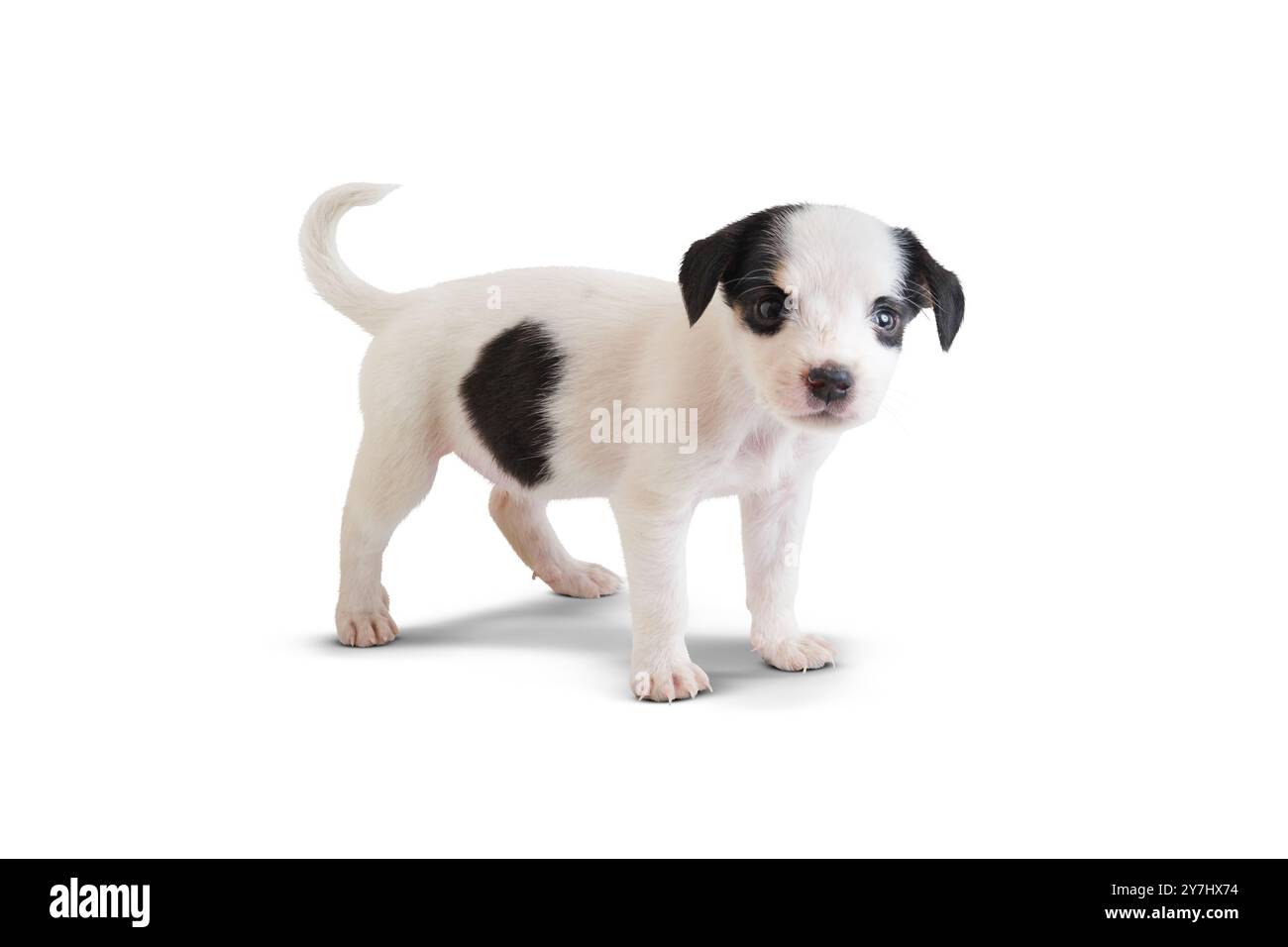 Ein niedlicher Fuchsterrier-Welpe steht auf weißem Hintergrund, blickt mit neugierigen Augen nach oben und zeigt seinen kleinen und flauschigen Körper in einer bezaubernden Pose Stockfoto