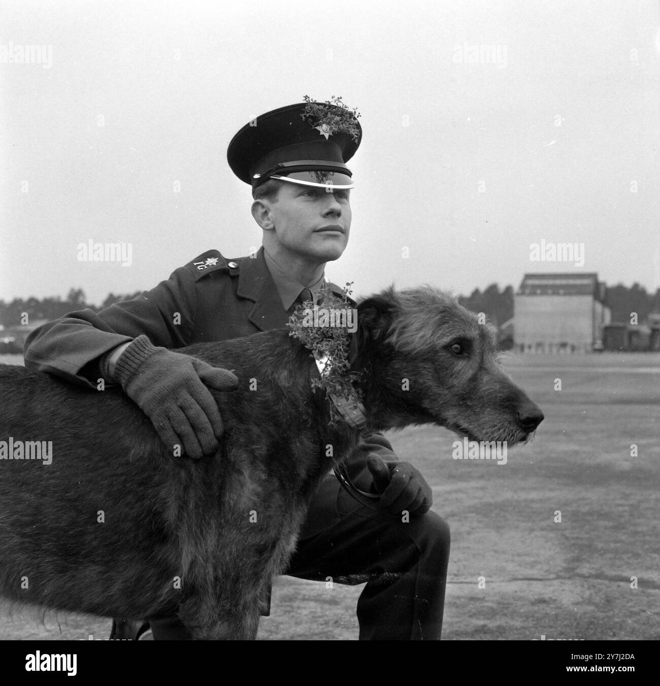 PARADEN IRISCHES WOLFSHUND-MASKOTTCHEN IRISCHE WACHEN FÜR DEN ST PATRICKS DAY IN PIRBRIGHT, SURREY, AM 17. MÄRZ 1964 Stockfoto