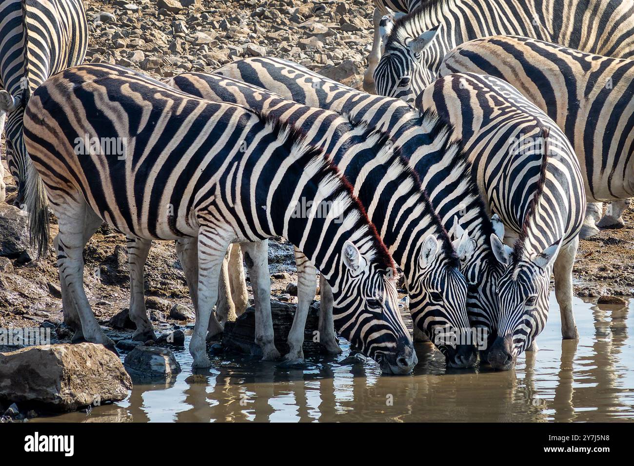 Eine Reihe von Bergzebras trinken im Halali Wasserloch im Etosha Nationalpark, Safari und Pirschfahrt in Namibia, Afrika Stockfoto