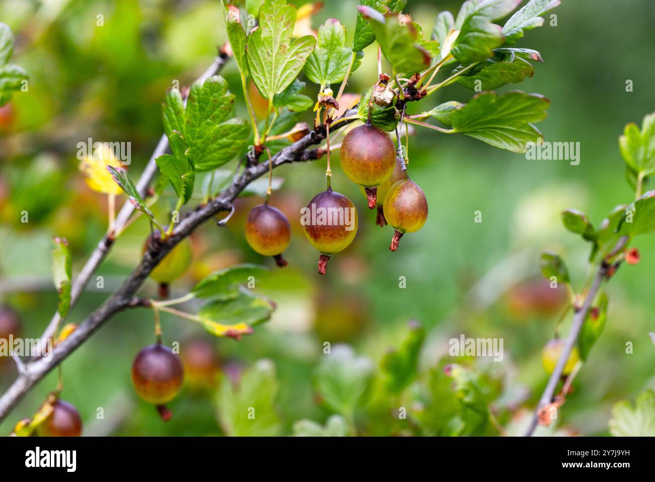 Stachelbeeren auf dem Stachelbeerstrauch im Sommergarten an einem sonnigen Tag Stockfoto