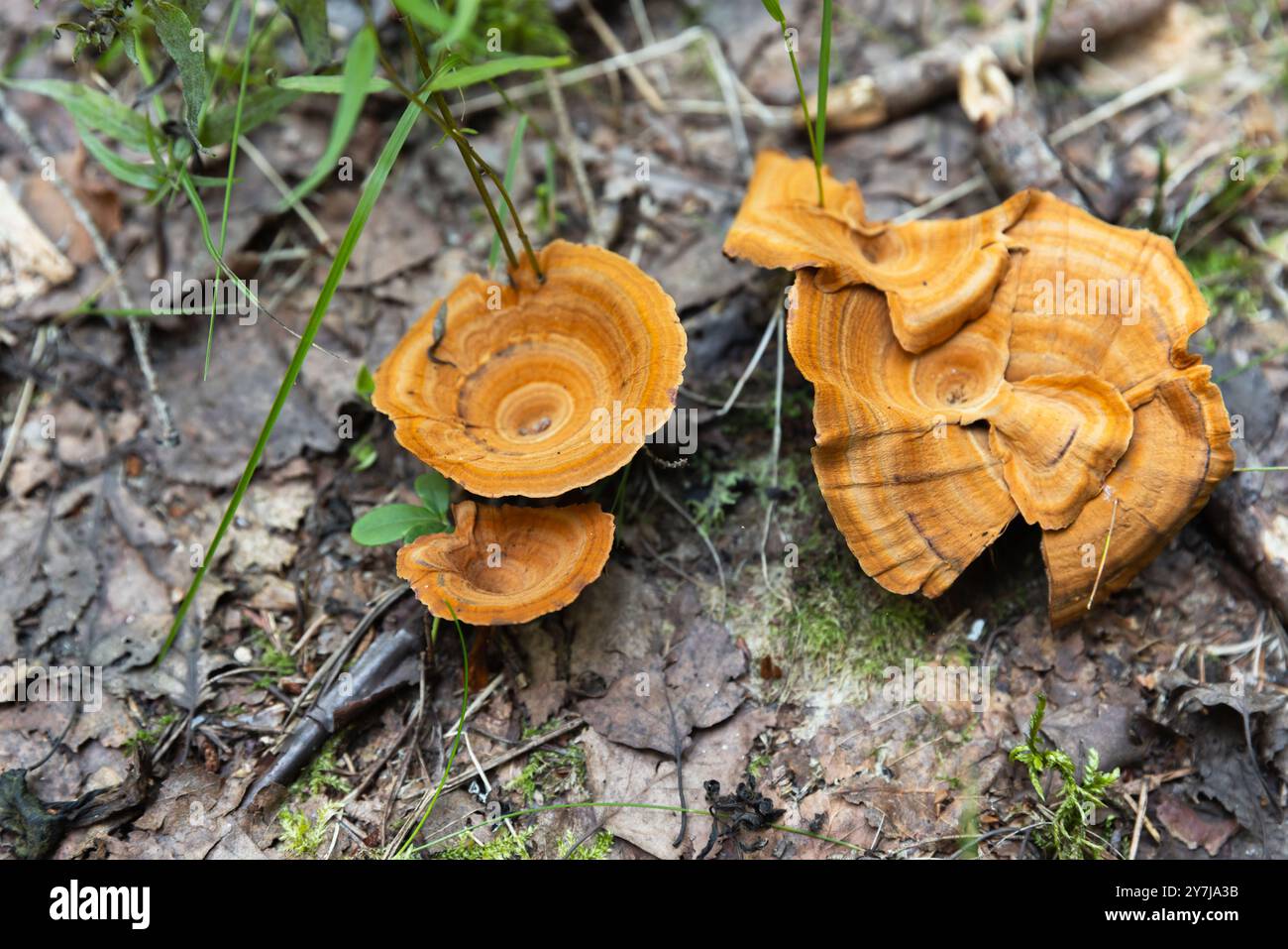 Coltricia perennis oder Tiger's Eye wachsen in einem Herbstwald. Dieser Pilz ist in Nordamerika und Europa weit verbreitet Stockfoto