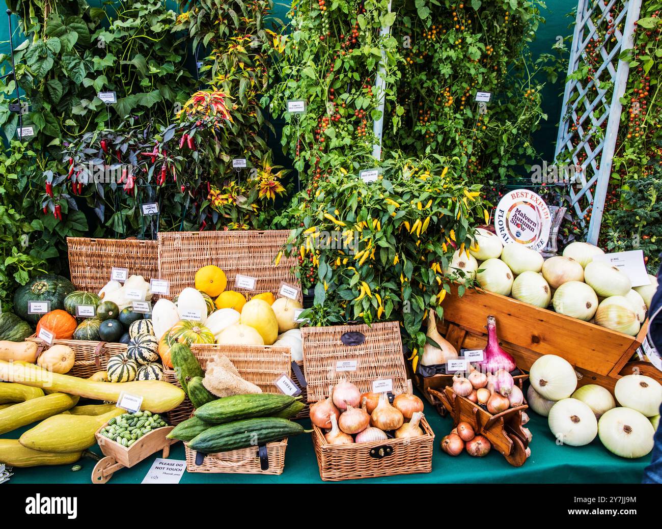 Eine prämierte Ausstellung von Obst und Gemüse auf der Malvern Autumn Show 2024. Stockfoto