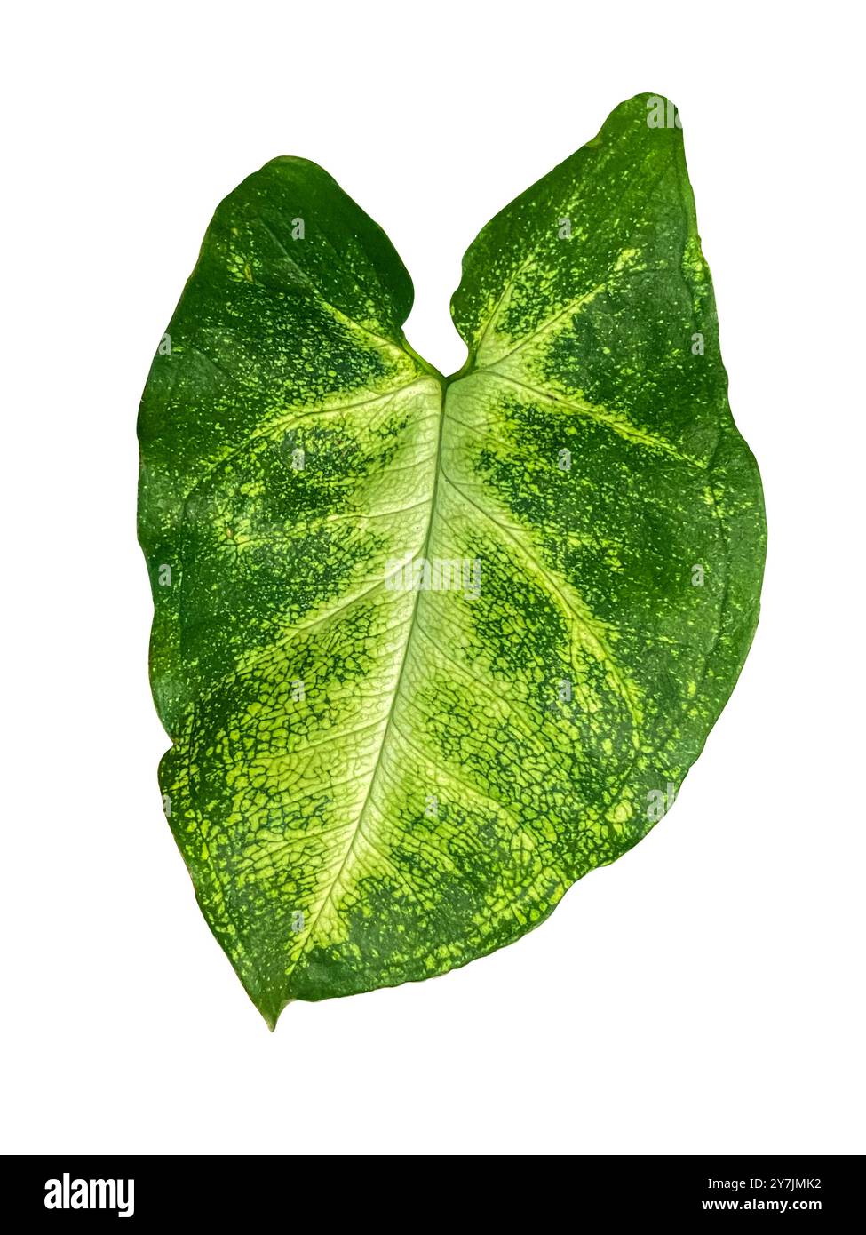 Grünes Syngonium Podophyllum oder Pfeilspitze Rebe, Pfeilspitze Pflanze Blatt isoliert auf weißem Hintergrund. Tropisches Syngonium-Pflanzenblatt isoliert auf weißem Rücken Stockfoto