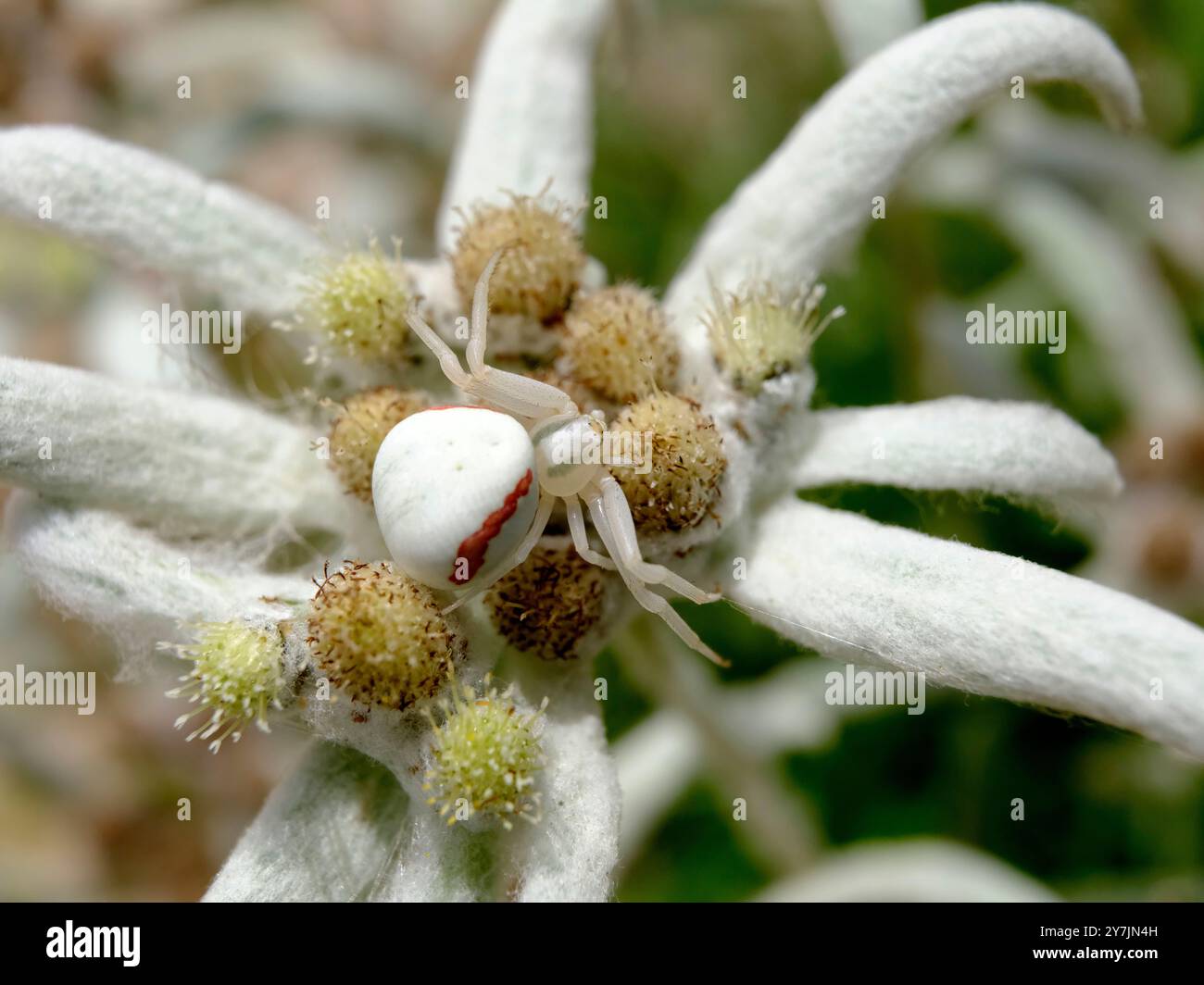 Makro einer weißen Krabbenspinne (Misumena vatia) mit einem orangefarbenen Streifen auf Blütenedelweiß-Blüte Stockfoto