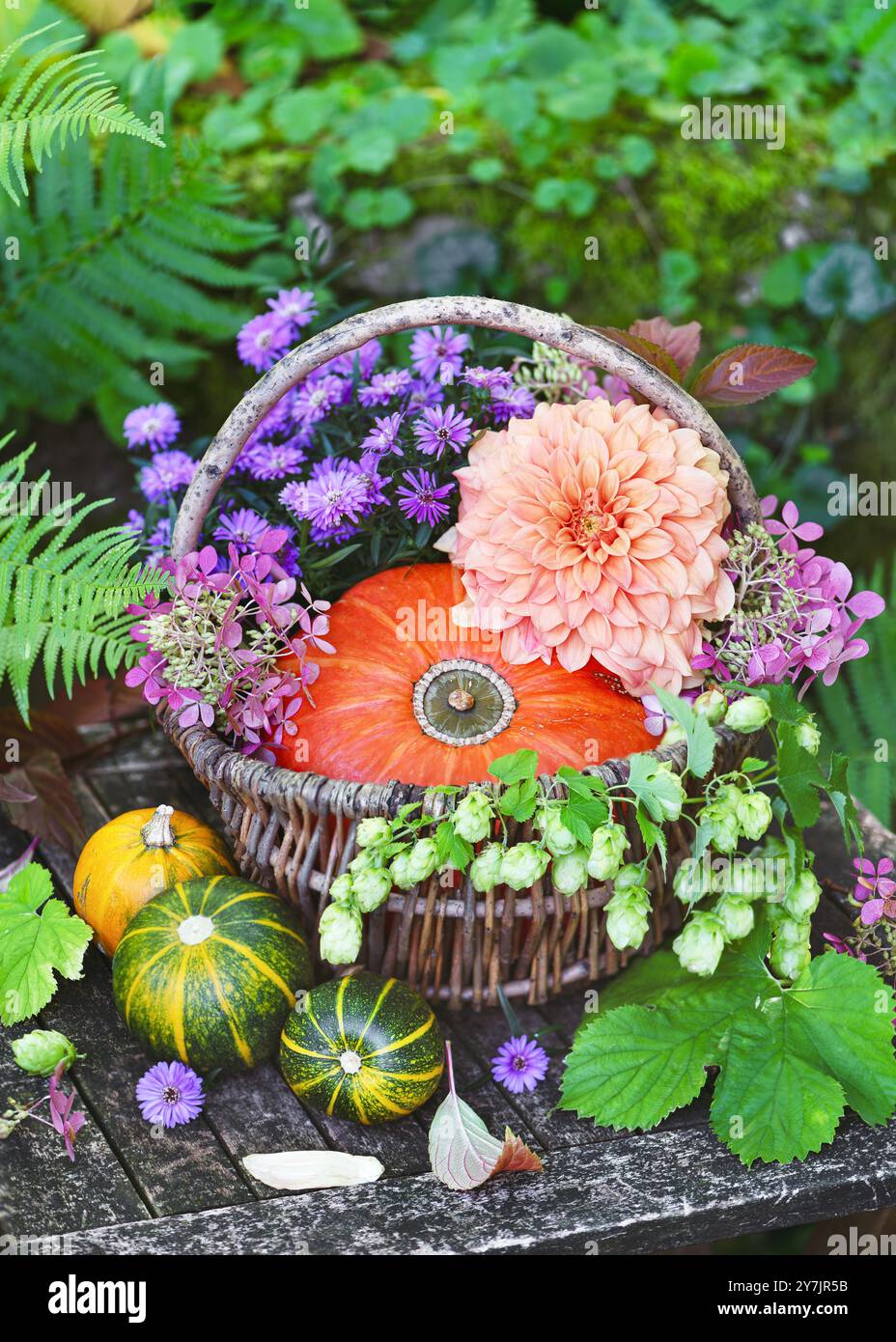 Wunderschönes Blumenarrangement mit Aprikosen-Dahlienblume, hokkaido-Kürbis, Aster und Hopfen blühen in einem Korb. Garten- oder Erntearbeiten im Gehölz Stockfoto