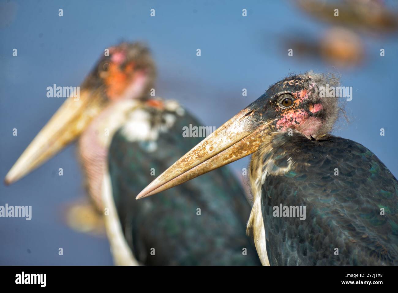 Marabou-Bestände (Leptoptilos crumeniferus) in Kampala Uganda Stockfoto