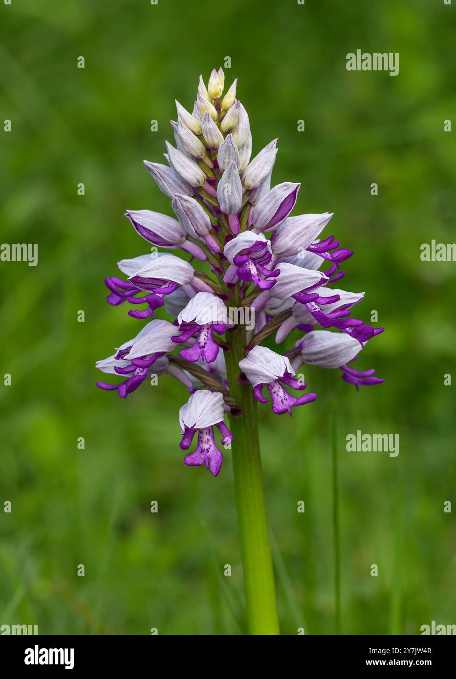 Militärische Orchidee Stockfoto