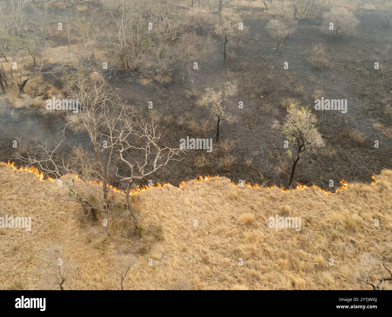 Kadiweu, Brasilien. September 2024. Eine Feuerlinie durchquert den Pantanal, das größte tropische Feuchtgebiet der Welt, und zerstört Boden und Bäume. Nach Angaben des brasilianischen Raumfahrtinstituts Inpe kam es allein in den ersten sechs Monaten zu 3.538 Brandausbrüchen. Quelle: Diego Cardoso/dpa/Alamy Live News Stockfoto