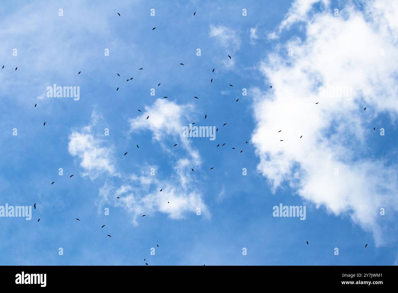 Raubvögel fliegen im Herbst über Istanbul. Eine Schar von Raubvögeln auf blauem Himmel Hintergrund. Ornithologie. Tier. Keine Menschen, niemand. Stockfoto