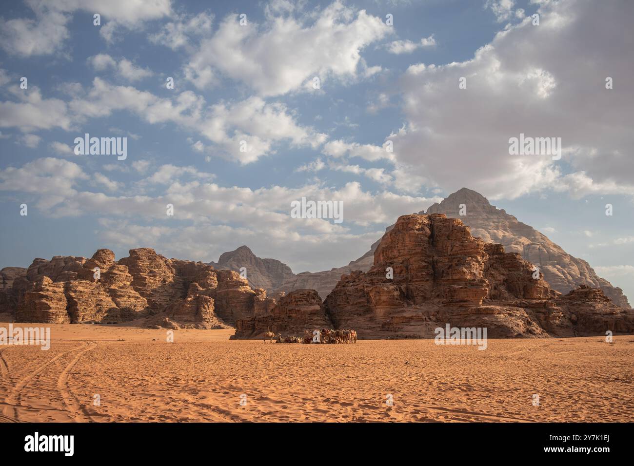 Jordanische Landschaft der Wadi Rum Wüste mit Gruppe von Kamelen. Felsformationen mit Sandboden im Süden Jordaniens. Stockfoto
