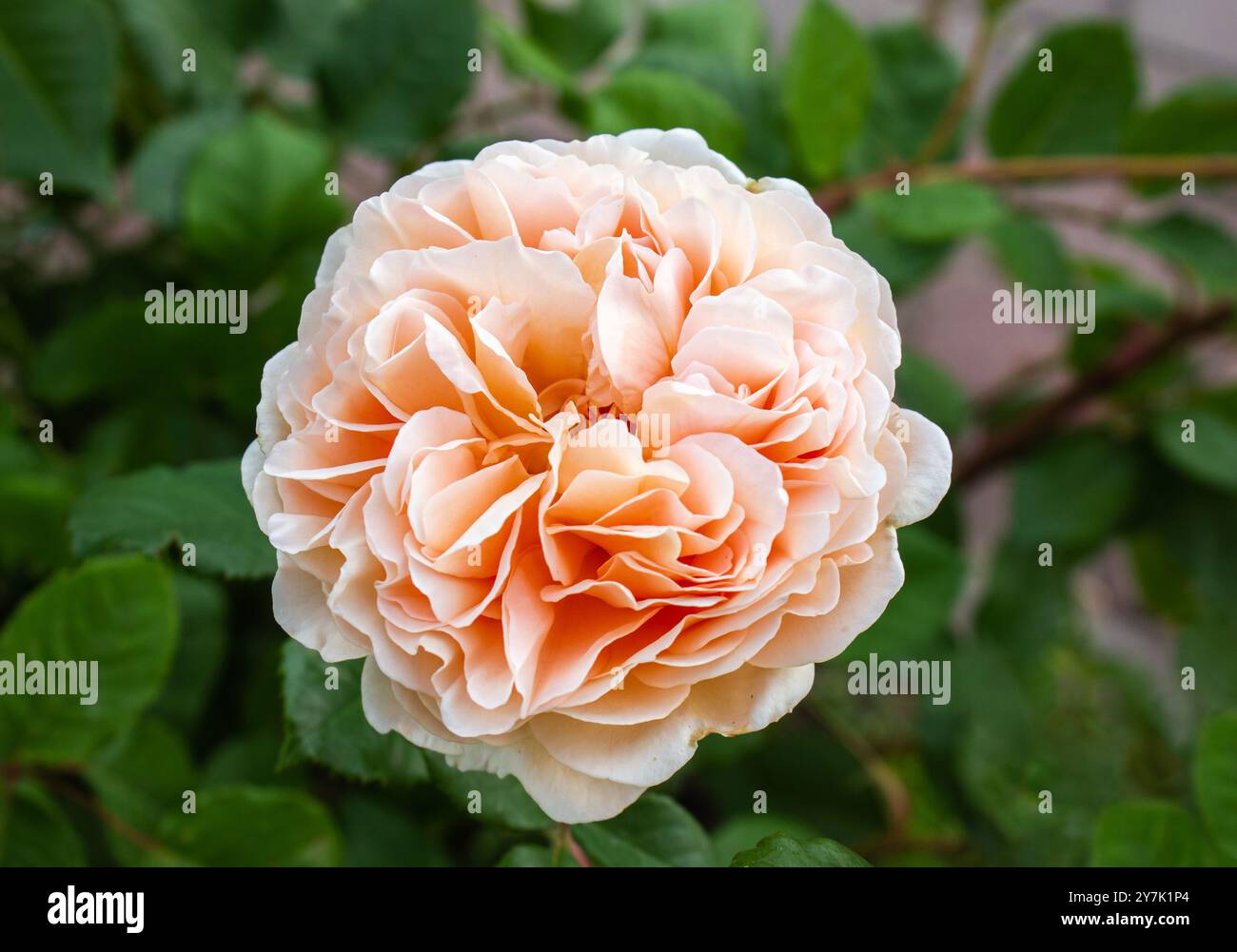 Ein Nahbild einer zarten rosa Rose, die in einem Garten blüht, umgeben von üppig grünen Blättern. Rosafarbene englische Rosenblütenknospe im Garten. Stockfoto