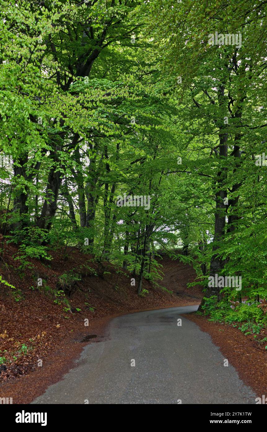 Teil einer wunderschönen Landschaft eines jahrhundertealten Waldes der Frühlingsbuche mit einer Straße im Berg Plana, Bulgarien Stockfoto