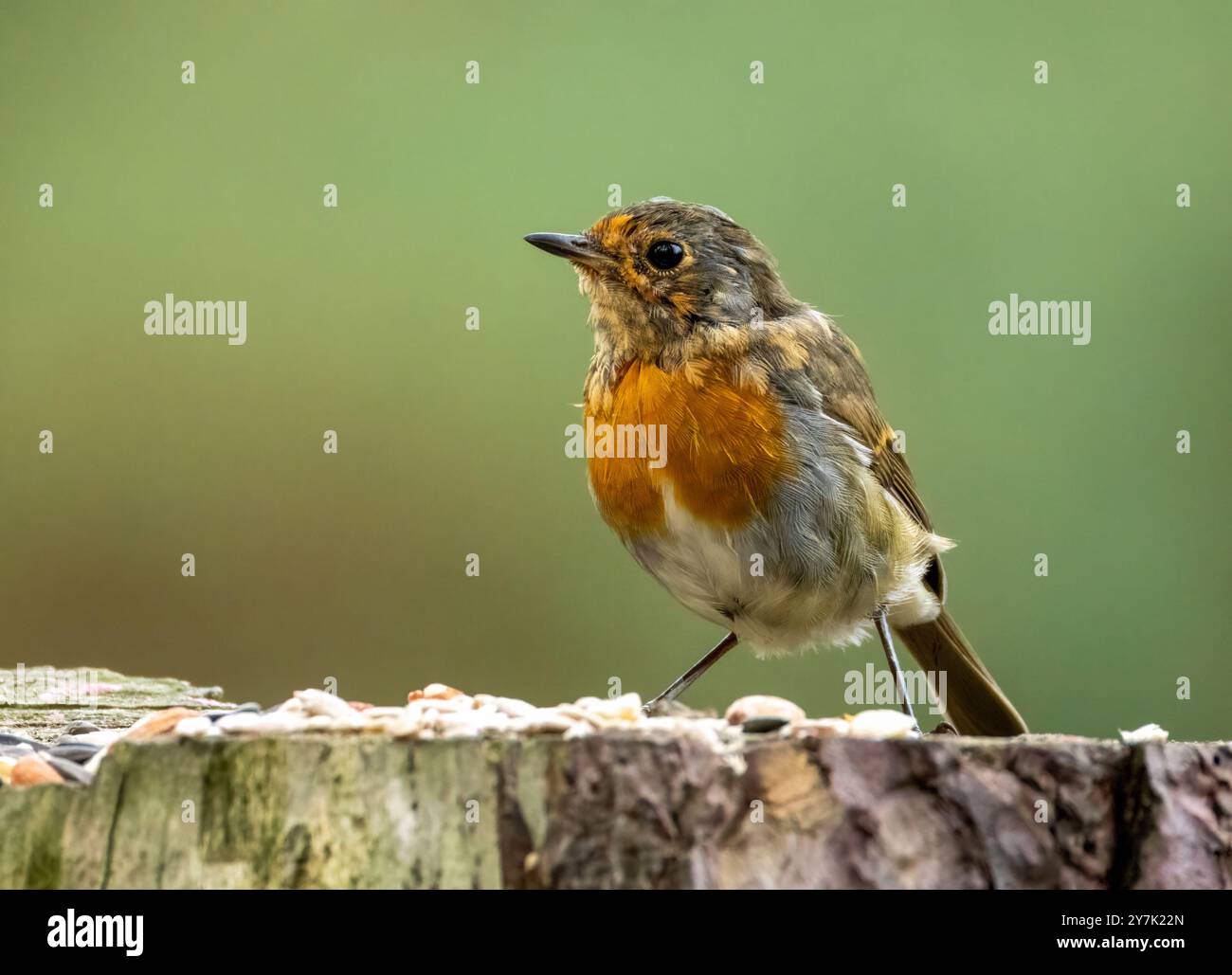 Juvenile rotkehlchen mit schmutzigem Gefieder im Wald Stockfoto