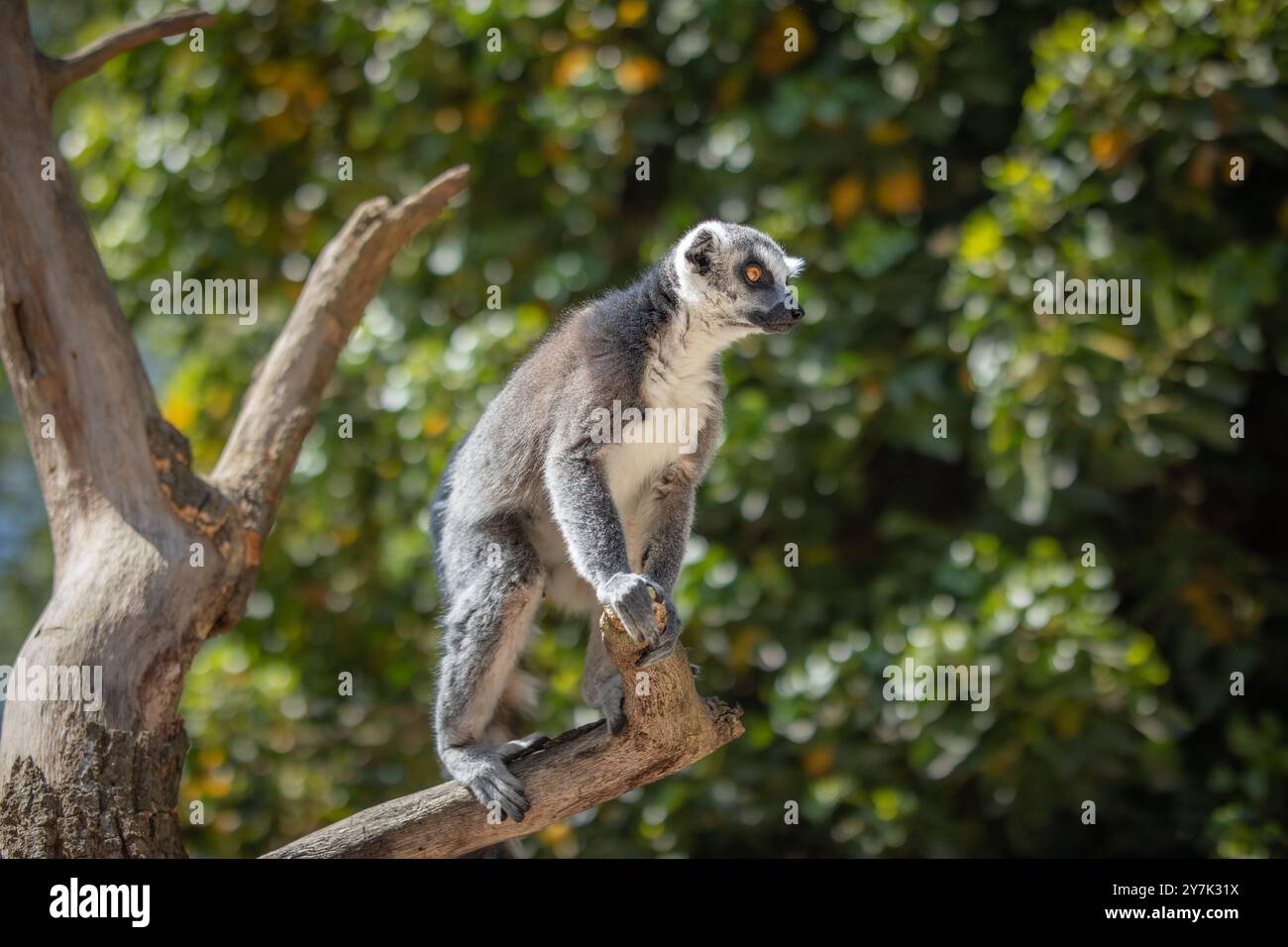 Flache Tiefe des Feldes der RingelschwanzLemur im Zoo. Alarmieren Sie Madagaskar-Pelztier im Zoologischen Garten. Stockfoto