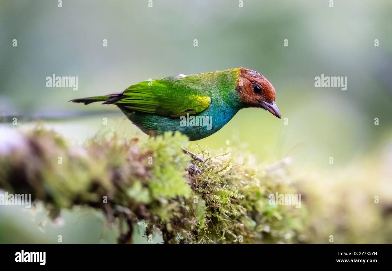 Tanager (Tangara gyrola) von Costa Rica Stockfoto