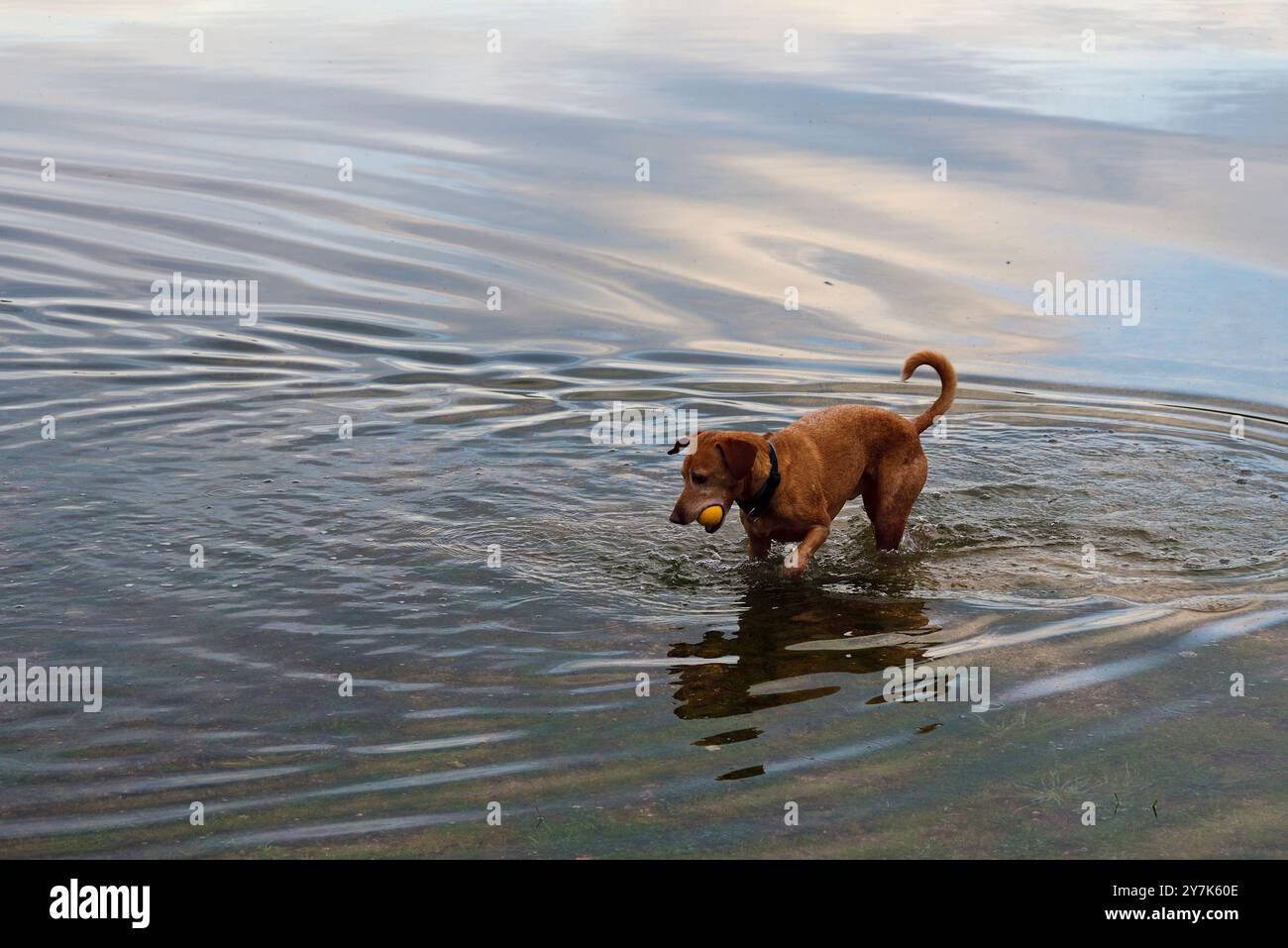 Ein Hund fängt einen Ball auf dem Wasser des Santillana-Stausees in Manzanares el Real, Gemeinde Madrid. Stockfoto