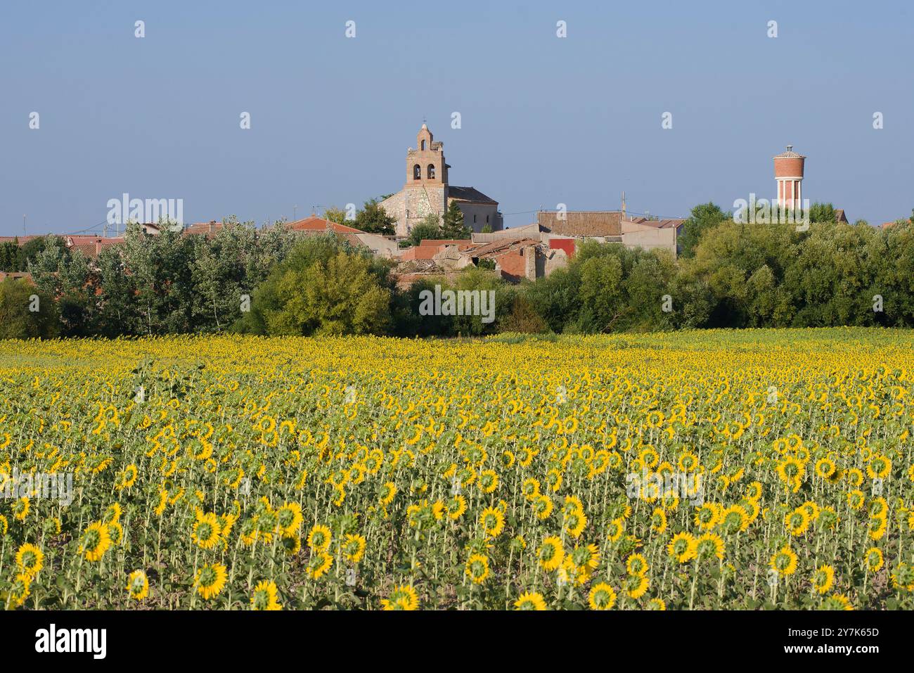 Sonnenblumen in Santovenia, Provinz Segovia. Stockfoto