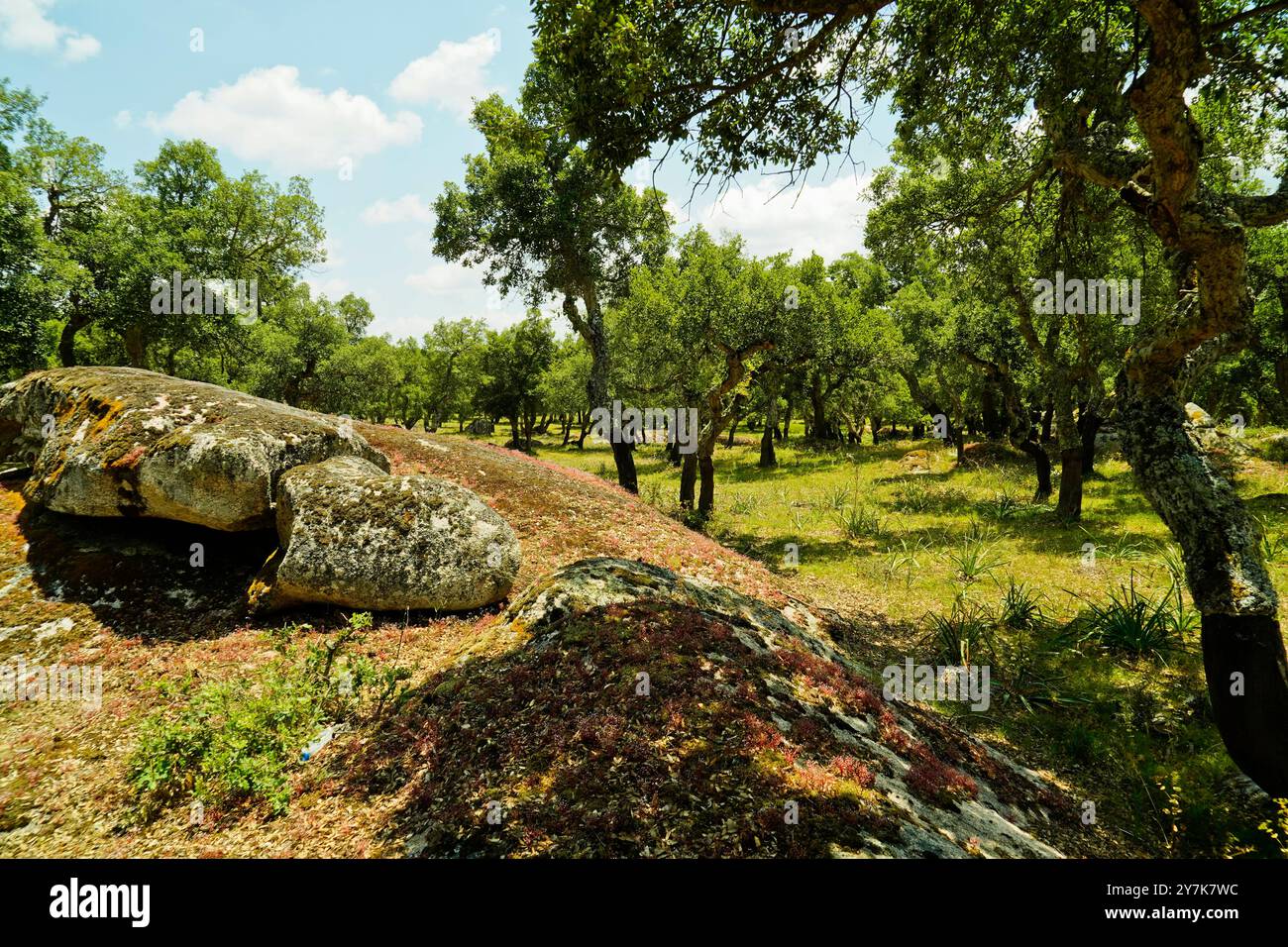 Cork, Wald bei Ala dei Sardi, Provinz Nuoro, Sardinien, Italien Stockfoto