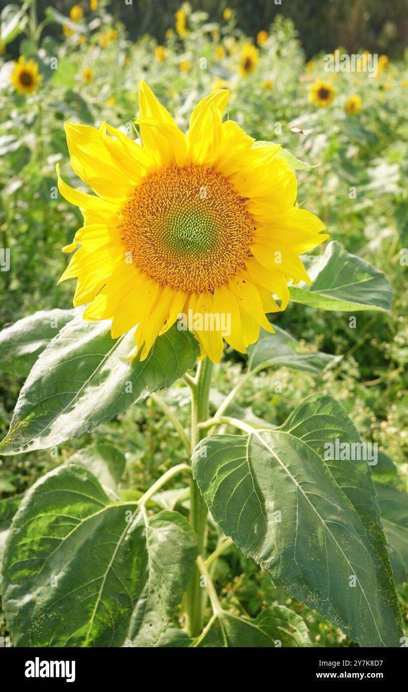 Sonnenblume auf dem Feld an einem sonnigen Tag, selektiver Fokus. Stockfoto