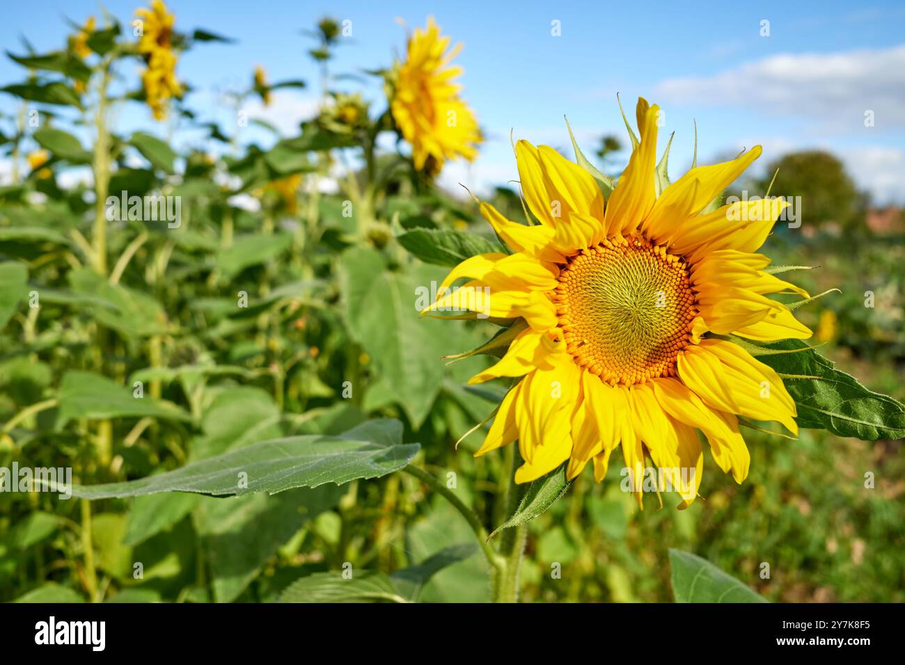 Sonnenblume auf dem Feld an einem sonnigen Tag, selektiver Fokus. Stockfoto