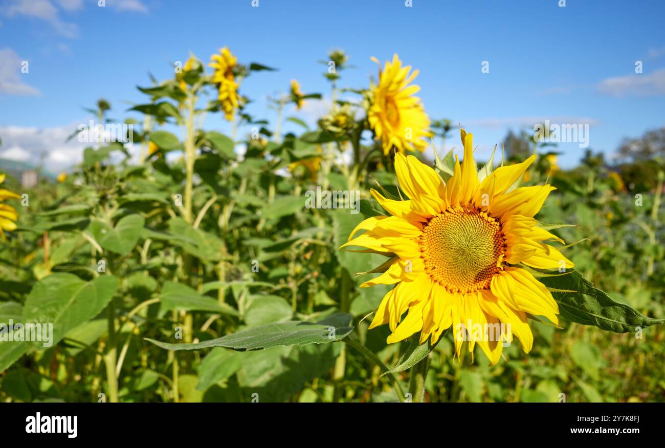 Sonnenblume auf dem Feld an einem sonnigen Tag, selektiver Fokus. Stockfoto