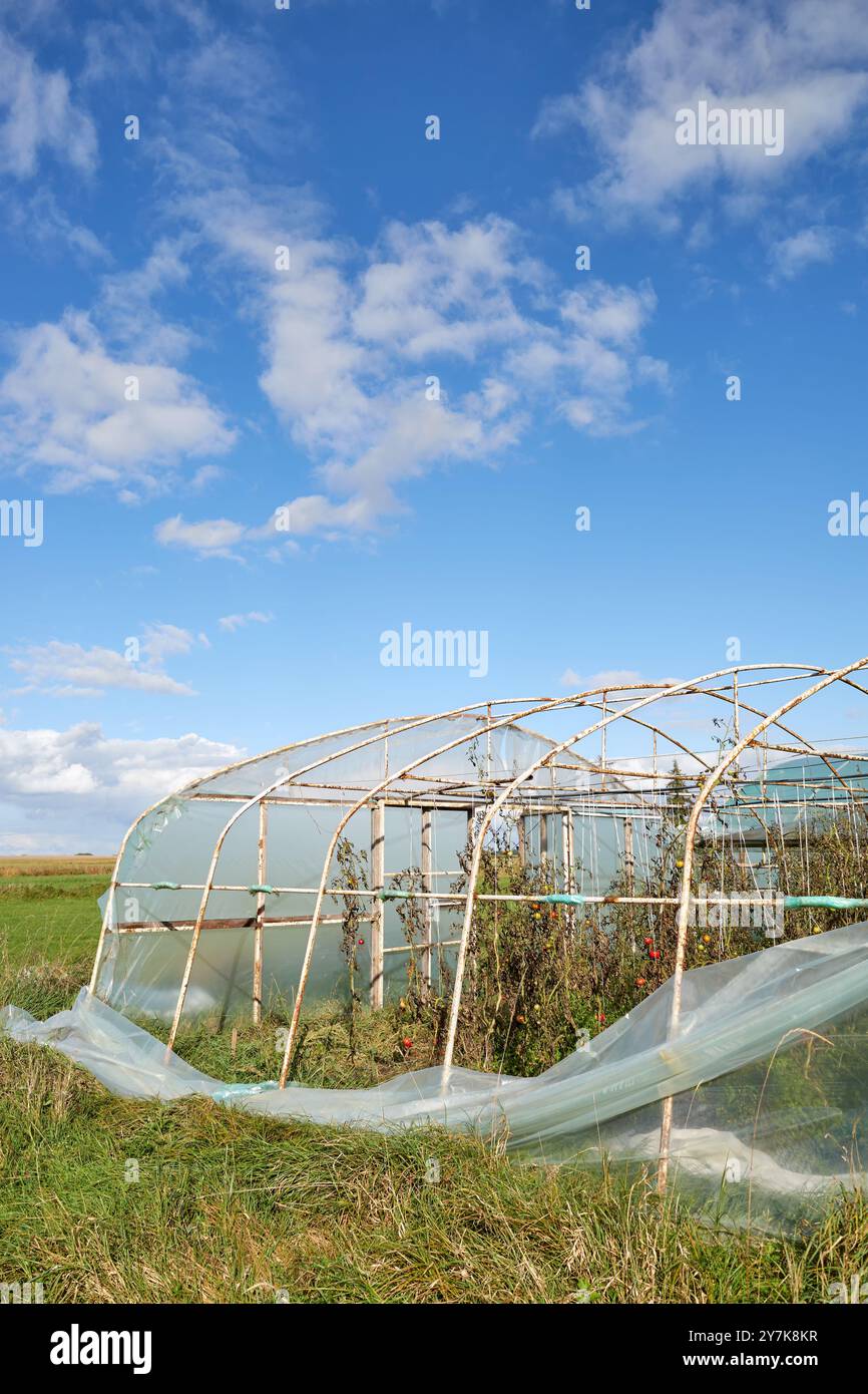 Gewächshaus mit durch Sturm geschädigten ökologischen Gemüsepflanzen. Stockfoto