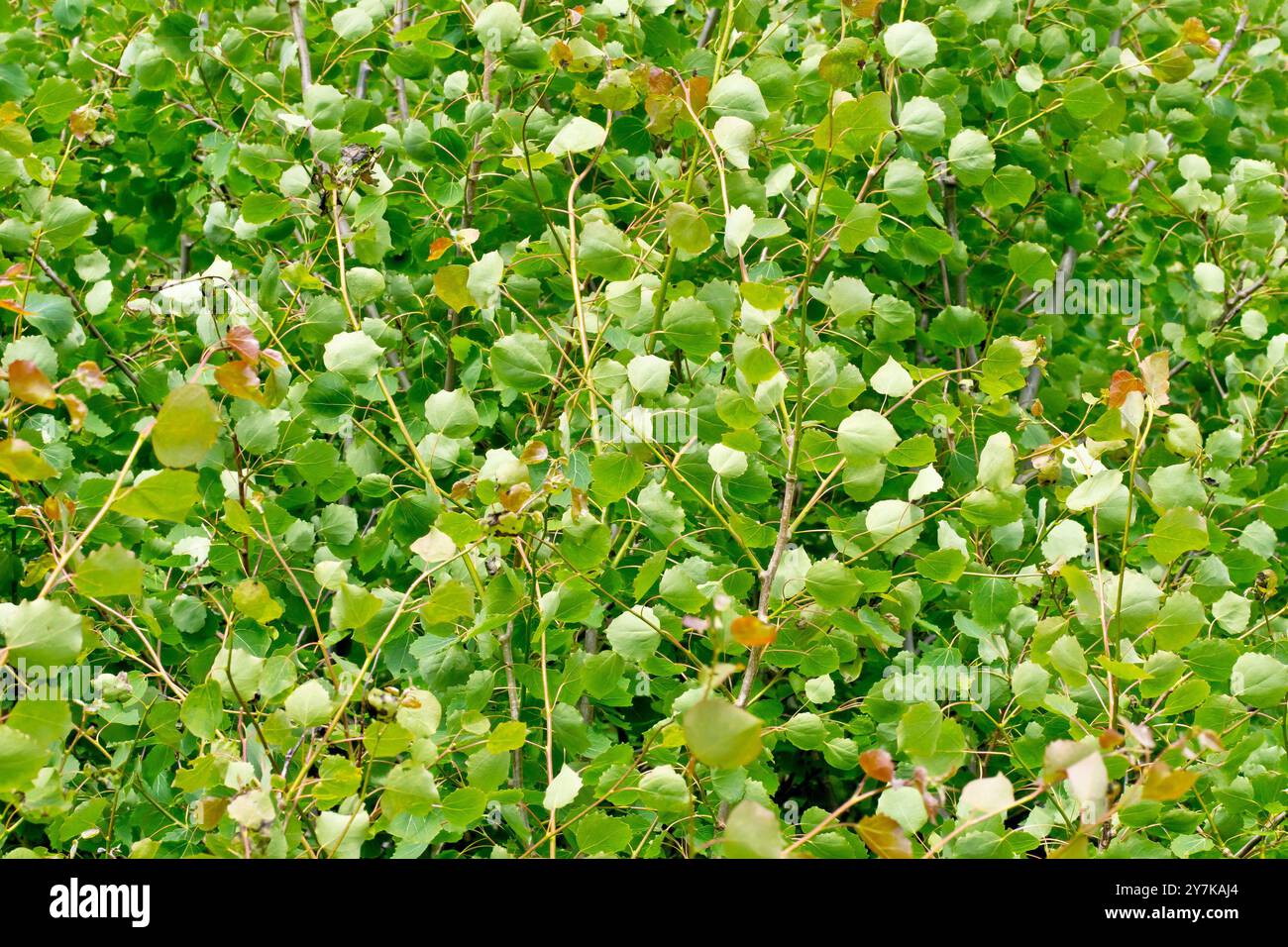 Silberbirke (betula pendula), Nahaufnahme, die die frischen neuen Blätter zeigt, die im Frühsommer auf einer Gruppe kleiner junger Bäume wachsen. Stockfoto